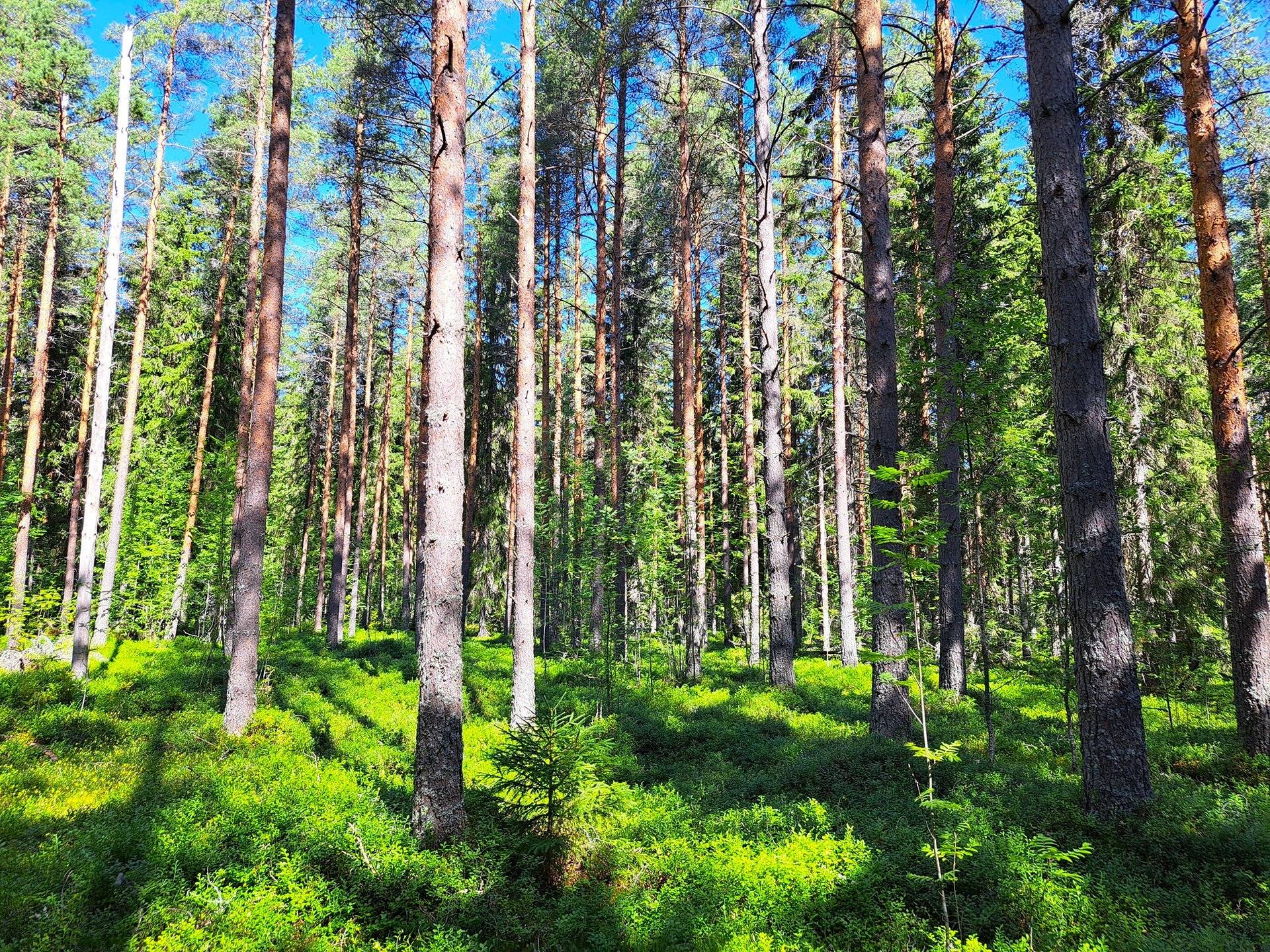 Lappajärvi MÄKELÄ 17:2 metsätila 11,5 ha. 8