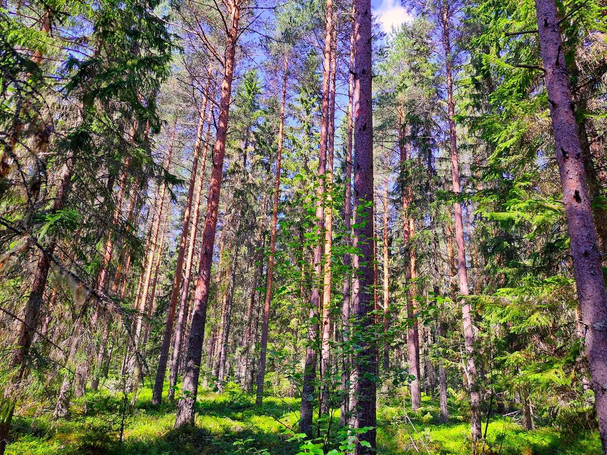 Kansikuva kohteelle Lappajärvi MÄKELÄ 17:2 metsätila 11,5 ha.