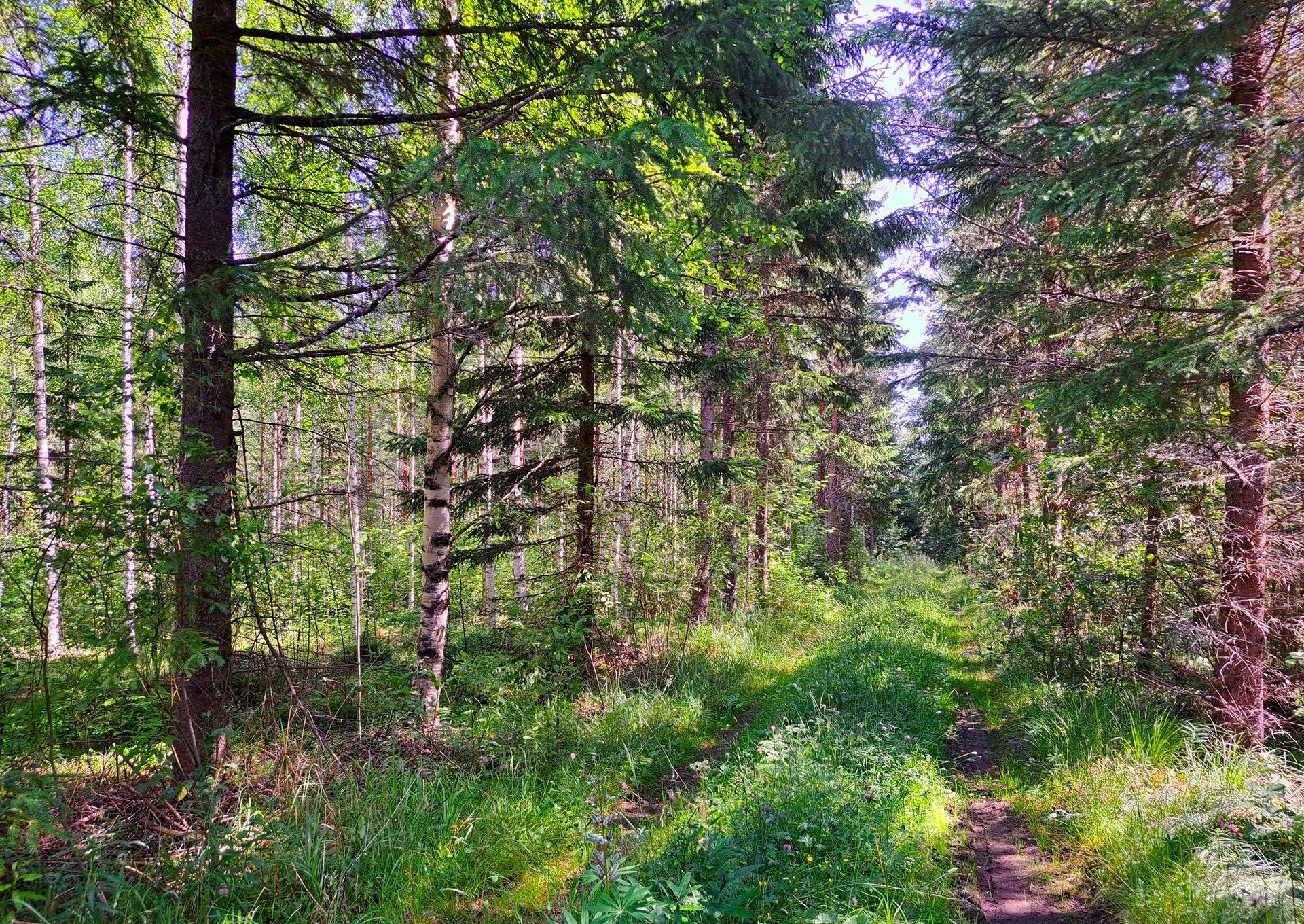 Lappajärvi MÄKELÄ 17:2 metsätila 11,5 ha. 5