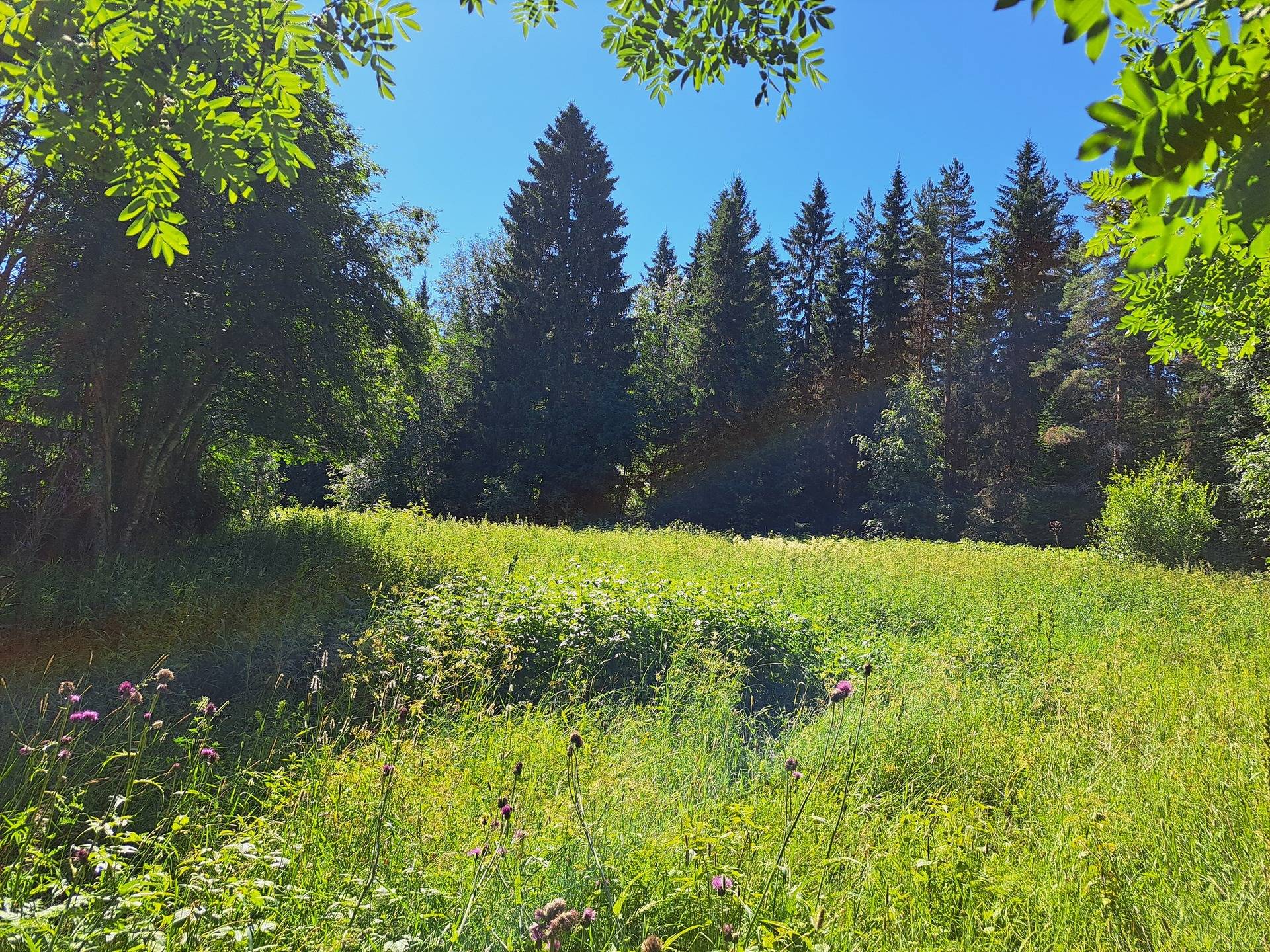 Lappajärvi MÄKELÄ 17:2 metsätila 11,5 ha. 12