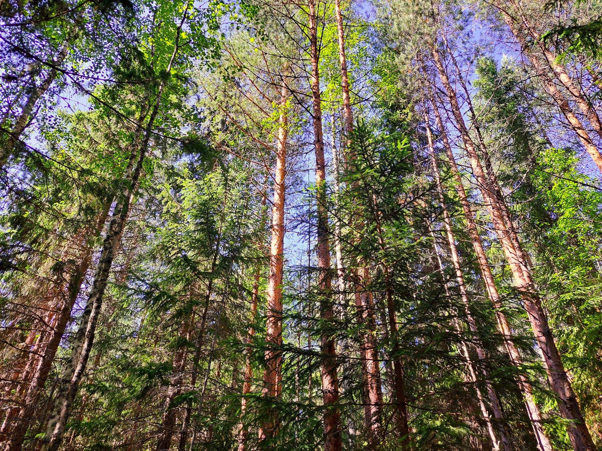 Lappajärvi MÄKELÄ 17:2 metsätila 11,5 ha. 4