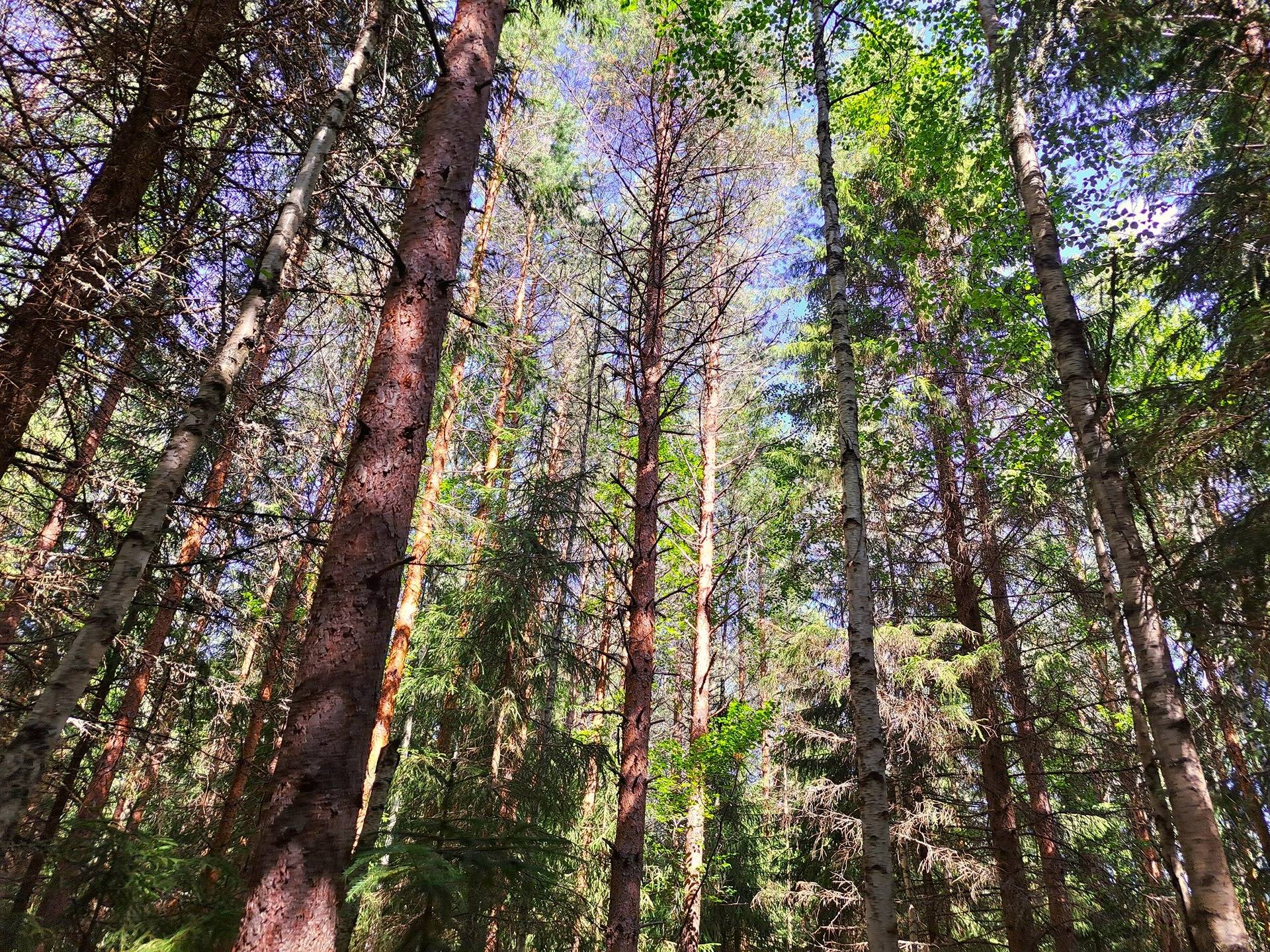 Lappajärvi MÄKELÄ 17:2 metsätila 11,5 ha. 11