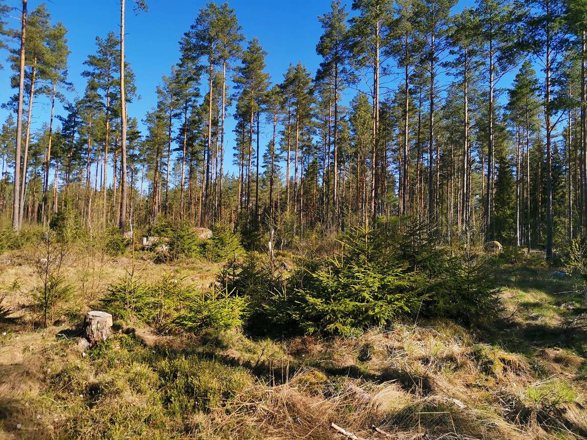 Kansikuva kohteelle Metsätila: Papinniitty 400-408-5-27, 4,371 ha, Laitila, Kaukola.