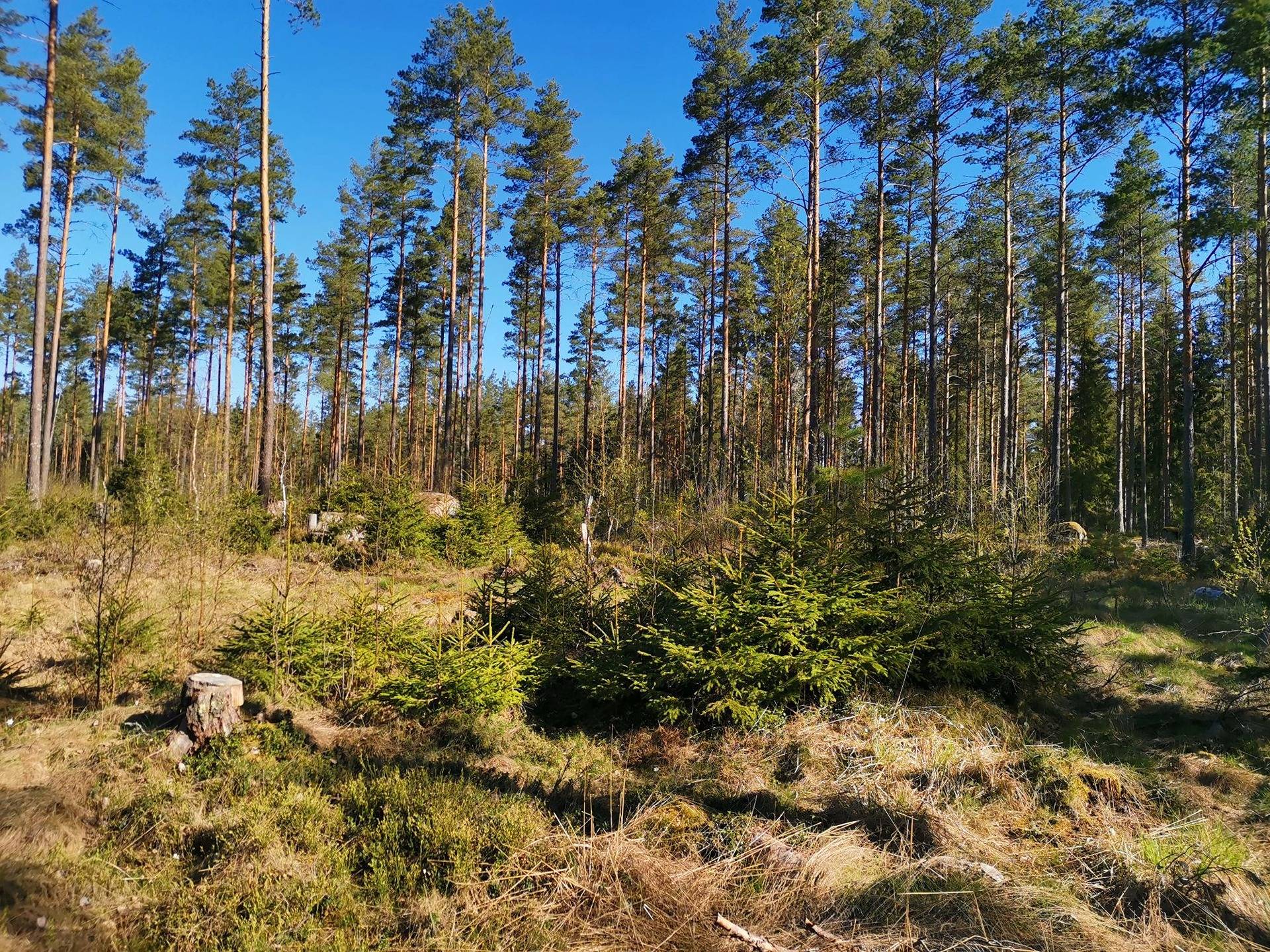 Cover photo for the object Metsätila: Papinniitty 400-408-5-27, 4,371 ha, Laitila, Kaukola.