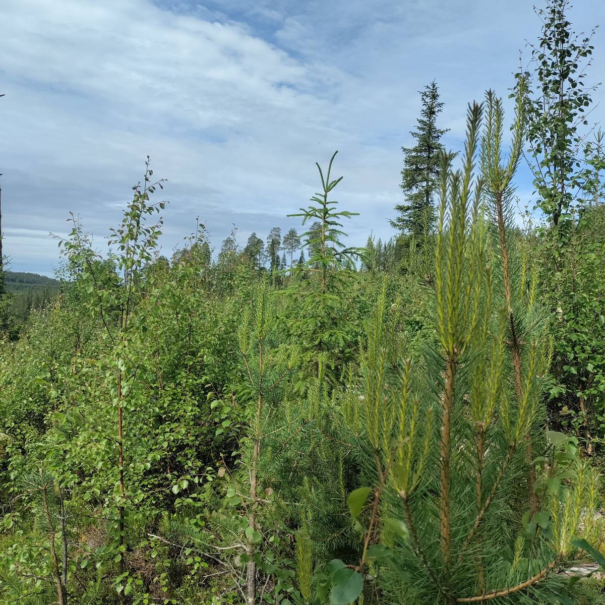 Kansikuva kohteelle Kuusamon yhteismetsä osuus 0,011224