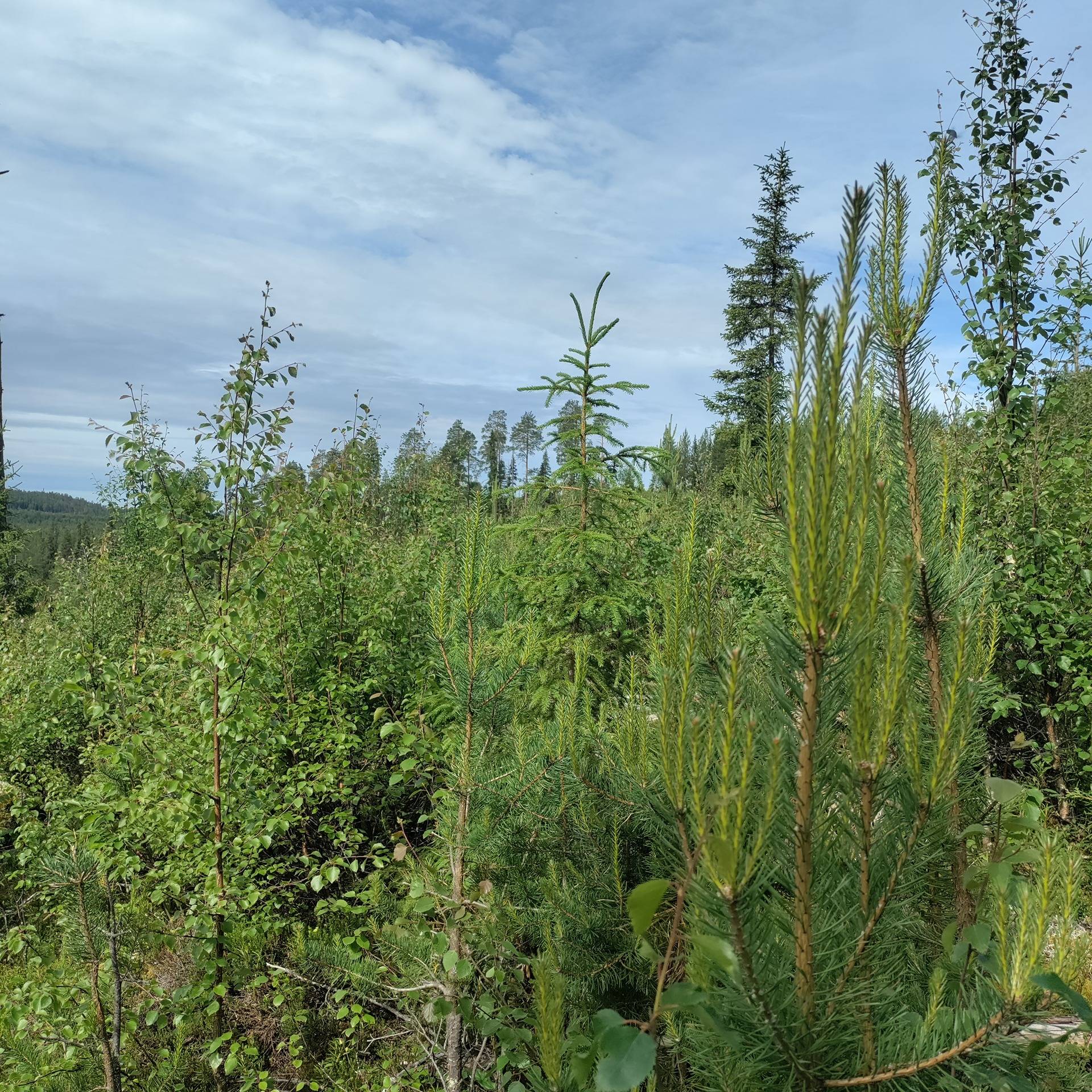 Omslagsbild för objektet Kuusamon yhteismetsä osuus 0,011224