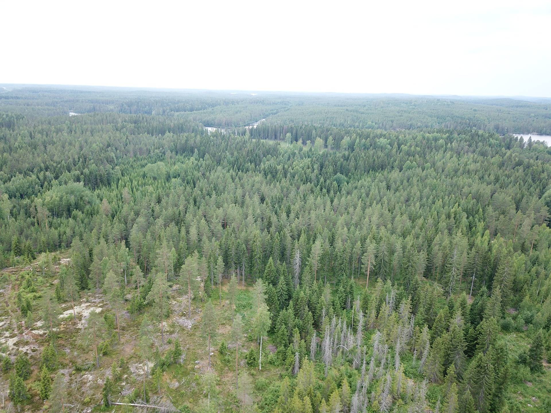 Orivesi, metsämääräala, Kutemajärvi 6