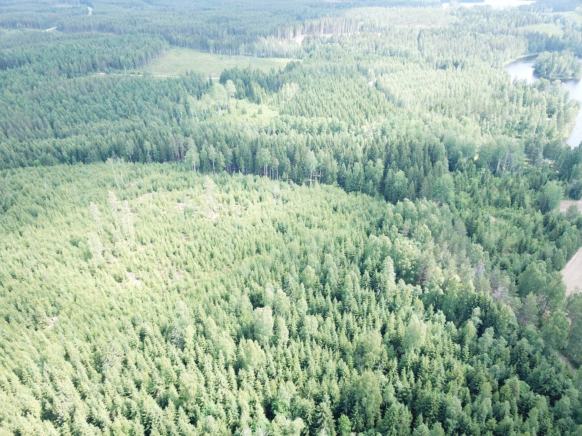 Mänttä-Vilppula, Riihiniemi, metsätila 5