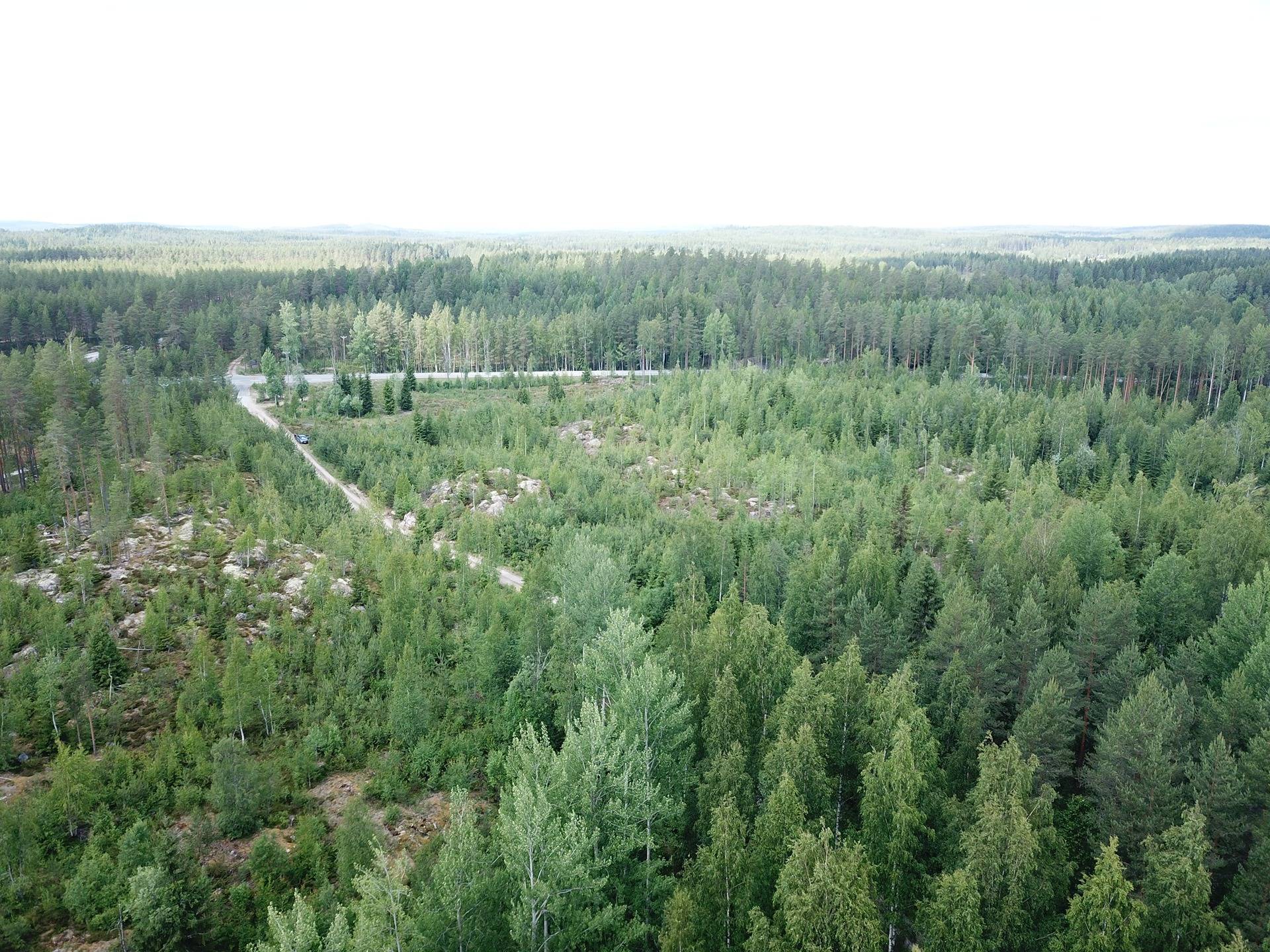 Mänttä-Vilppula, Riihiniemi, metsätila 10