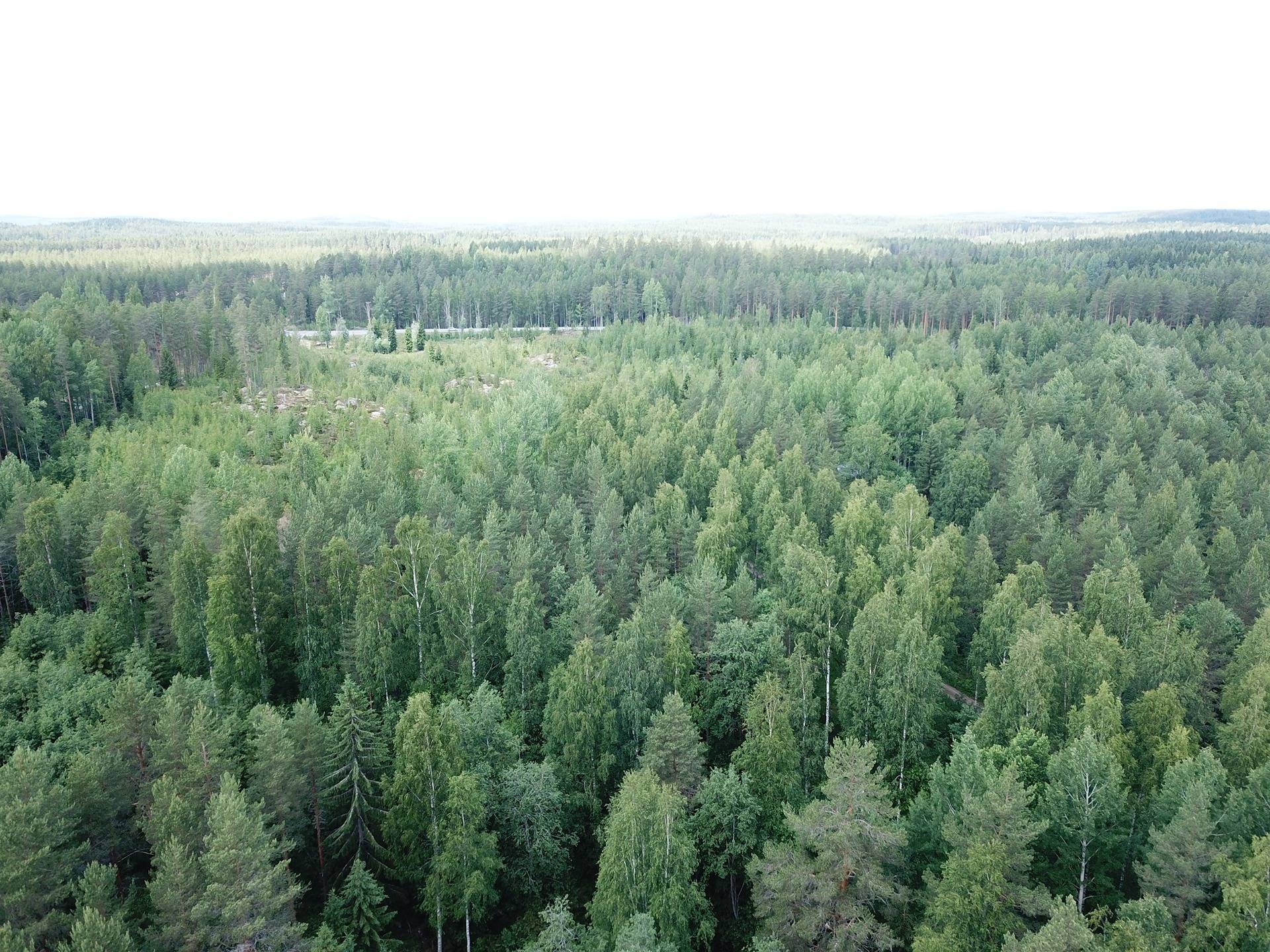 Mänttä-Vilppula, Riihiniemi, metsätila 2
