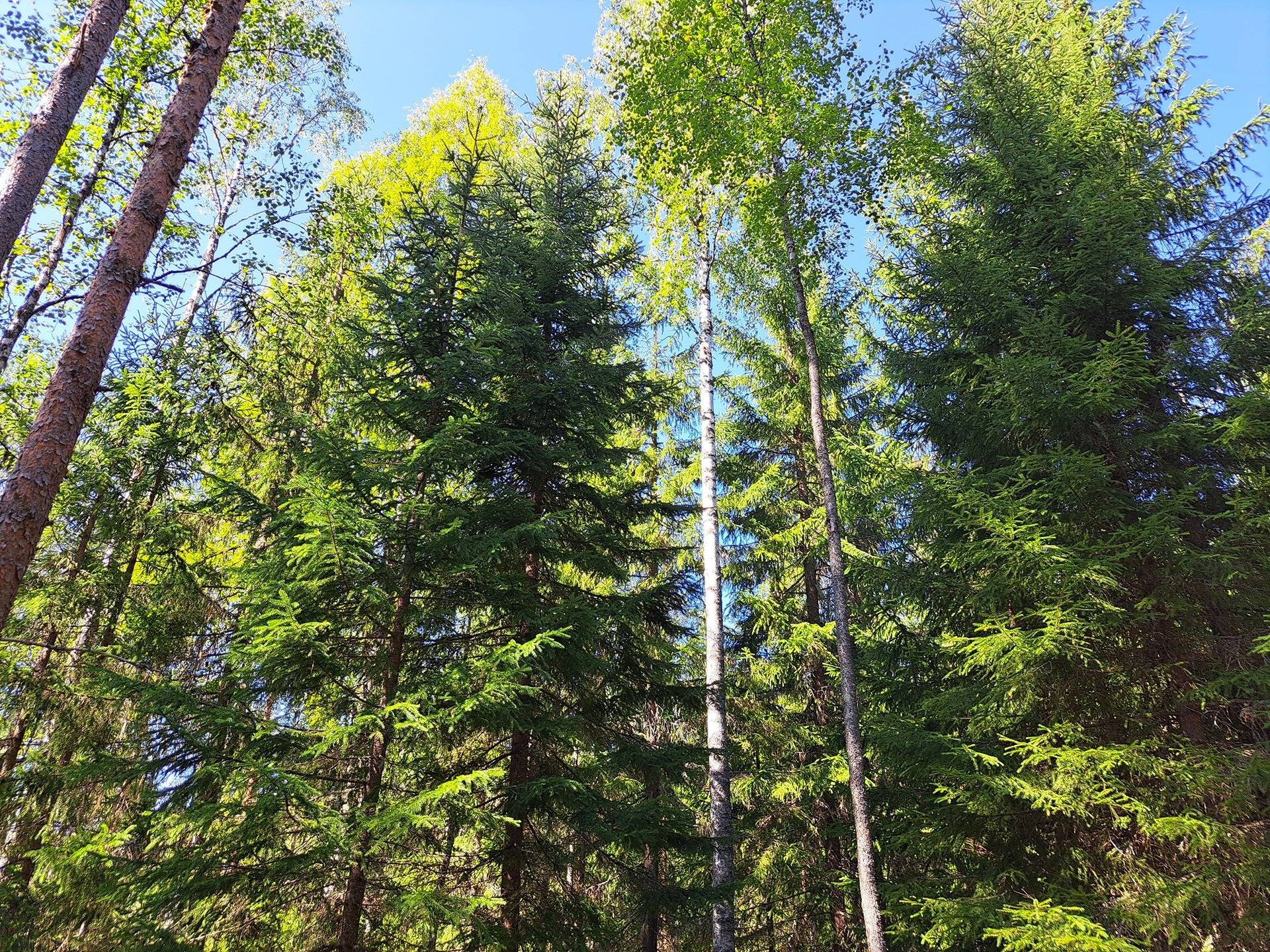 Kannus Eskola LEPPILAMPI 2:55 metsäpalstat 26,9 ha 1