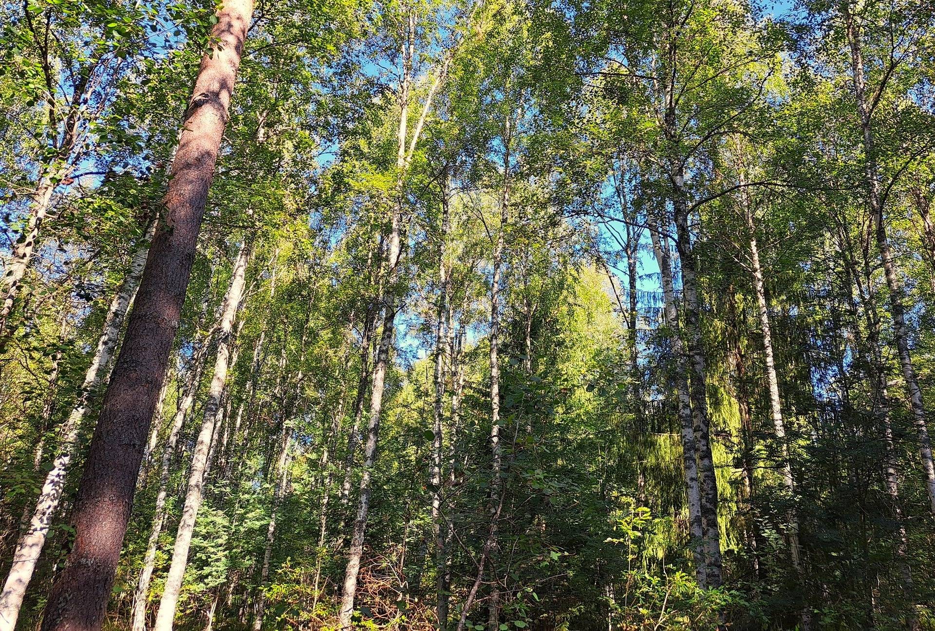 Kannus Eskola LEPPILAMPI 2:55 metsäpalstat 26,9 ha 5