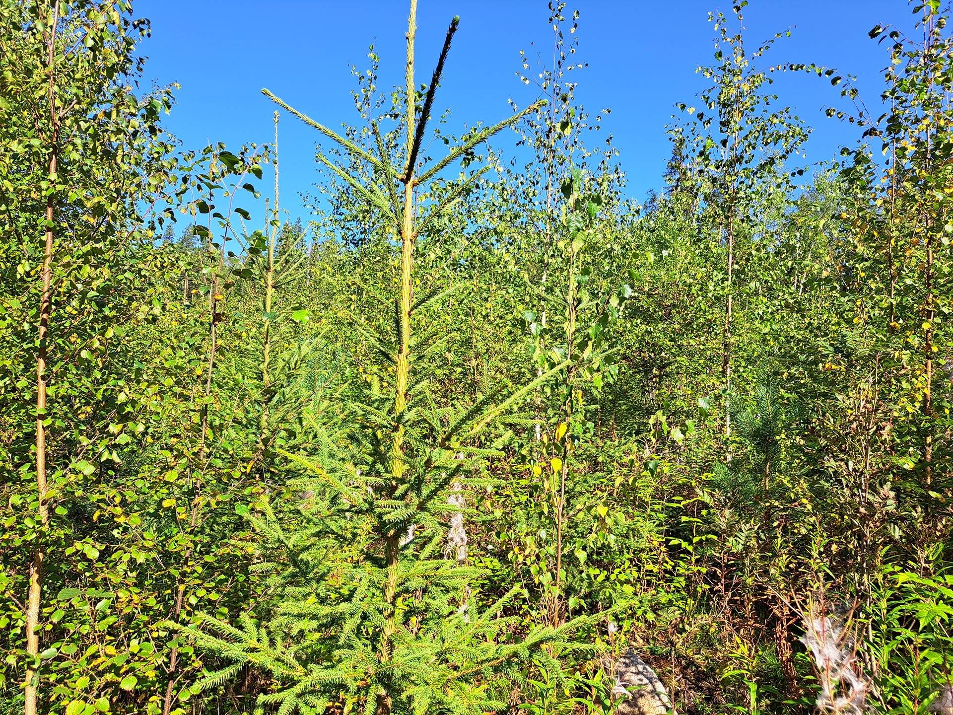 Kannus Eskola LEPPILAMPI 2:55 metsäpalstat 26,9 ha 4