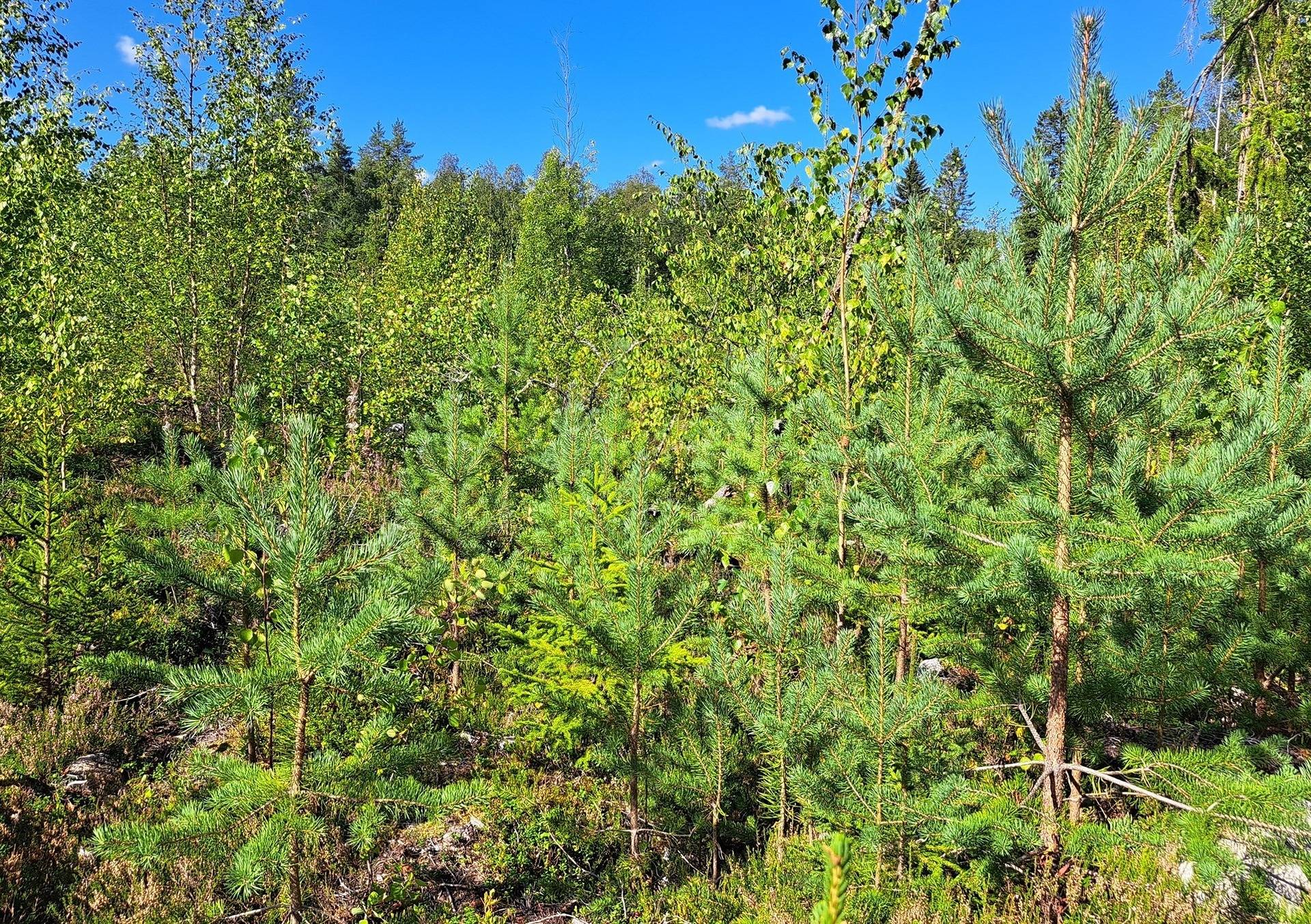 Kannus Eskola LEPPILAMPI 2:55 metsäpalstat 26,9 ha 10