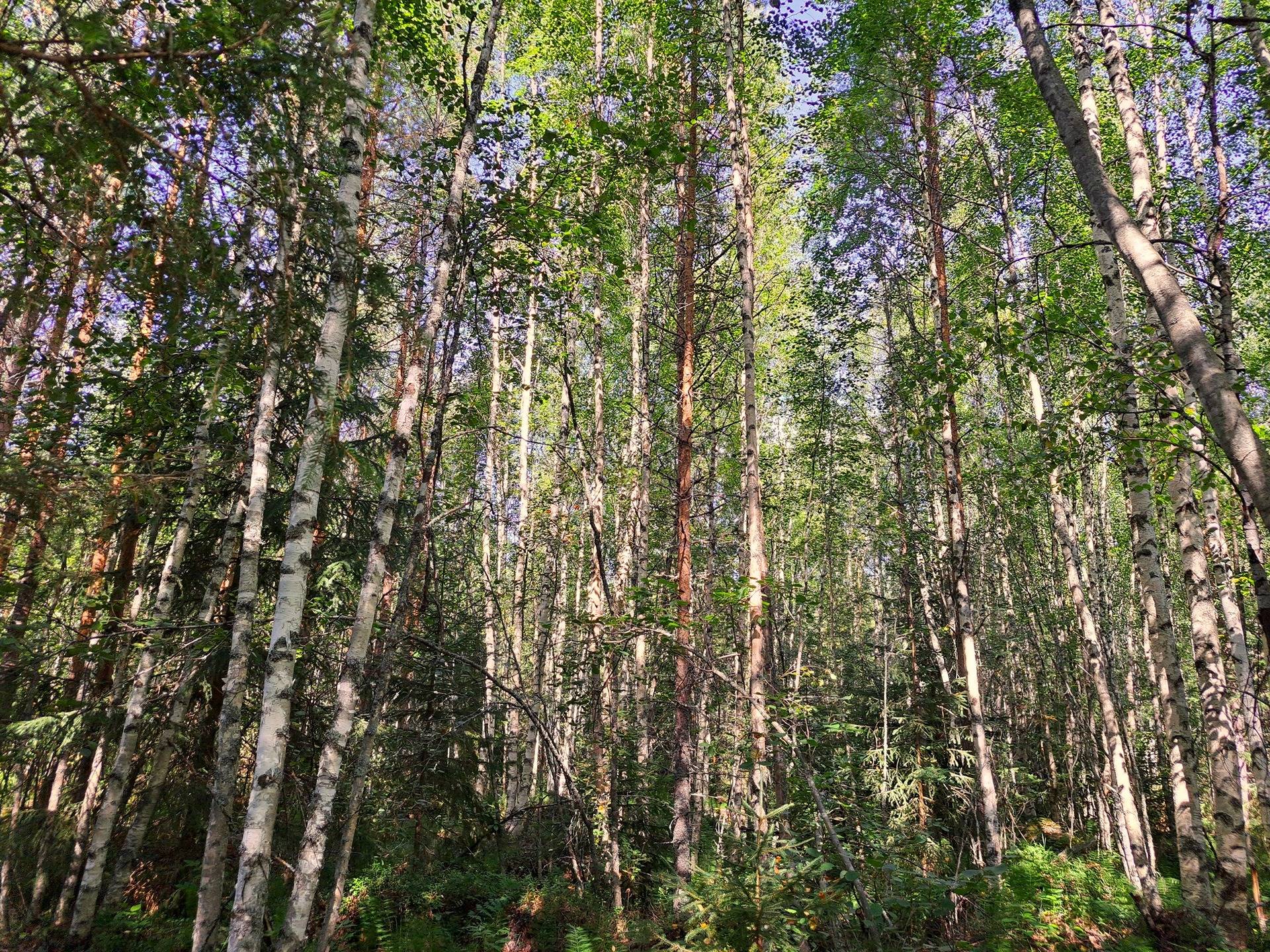 Kannus Eskola LEPPILAMPI 2:55 metsäpalstat 26,9 ha 12