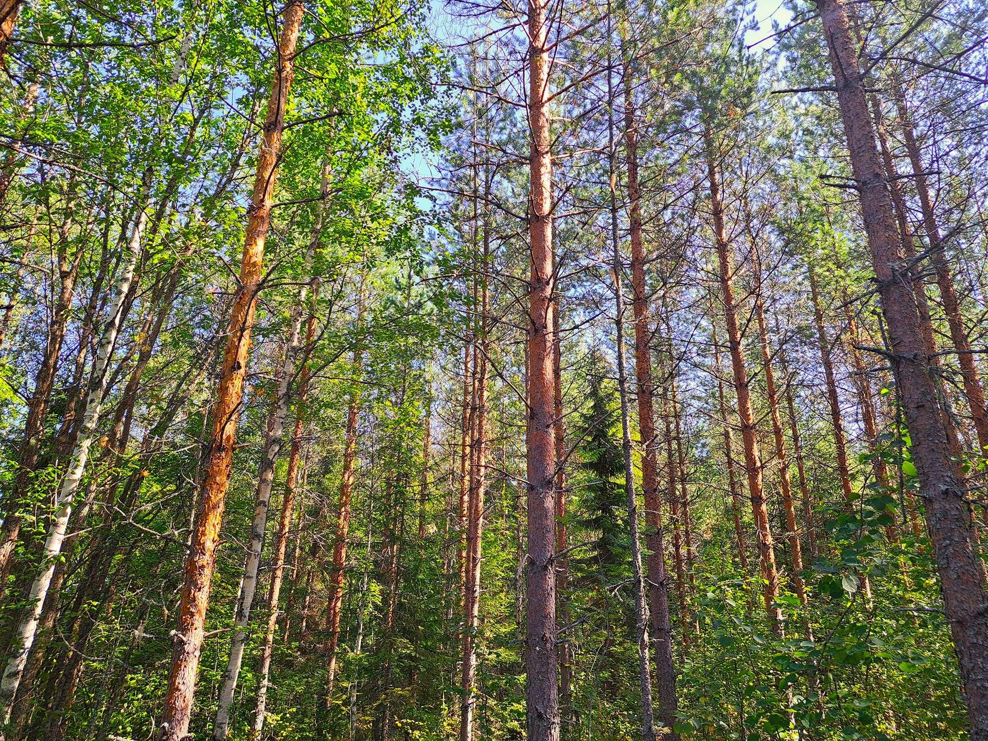 Kannus Eskola LEPPILAMPI 2:55 metsäpalstat 26,9 ha 13