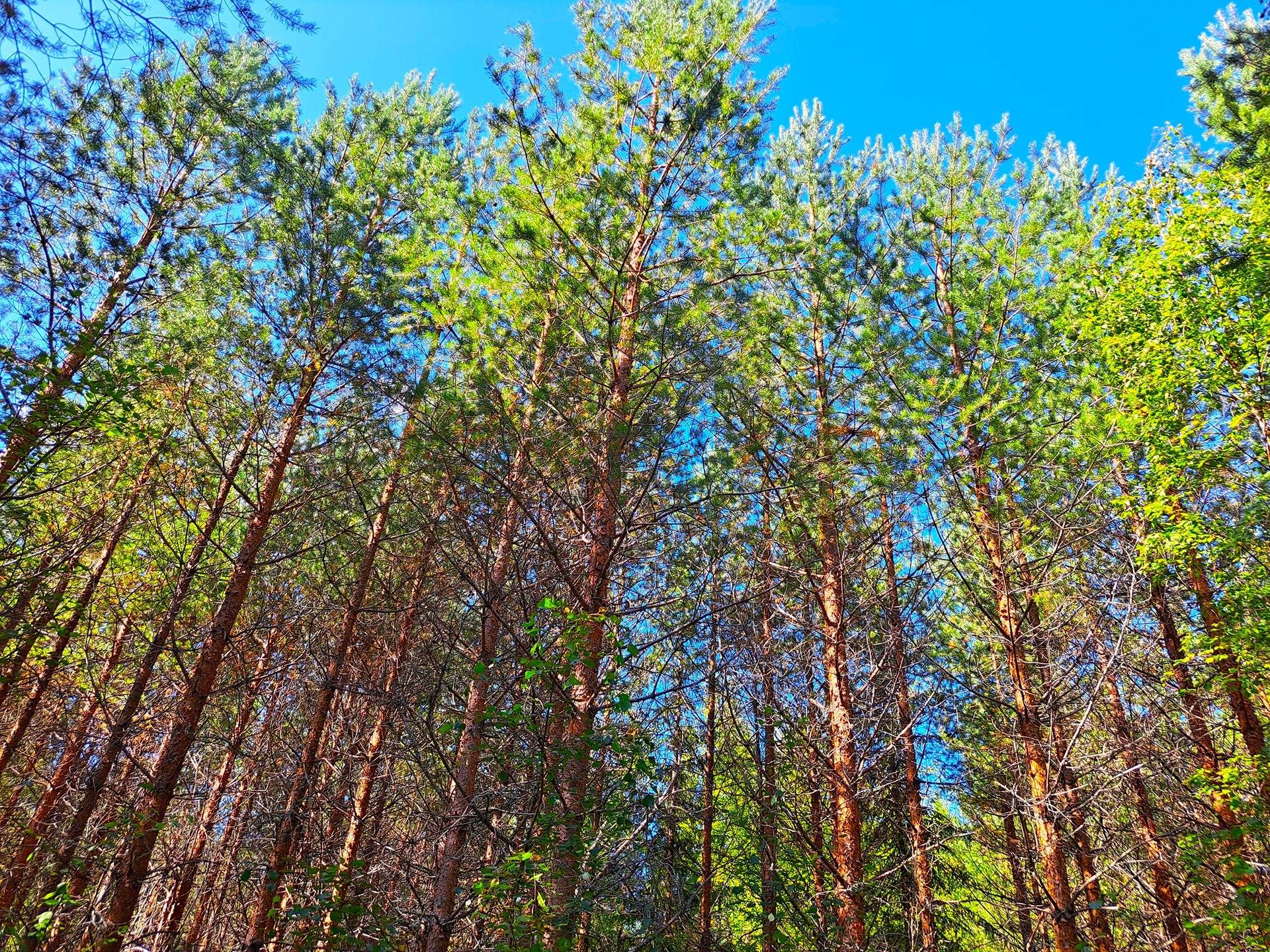 Kannus Eskola LEPPILAMPI 2:55 metsäpalstat 26,9 ha 6