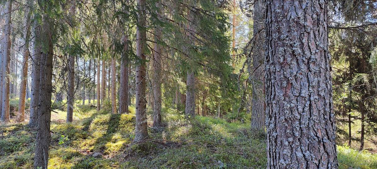 Kansikuva kohteelle Määräala metsää Siikaisissa, Anttila