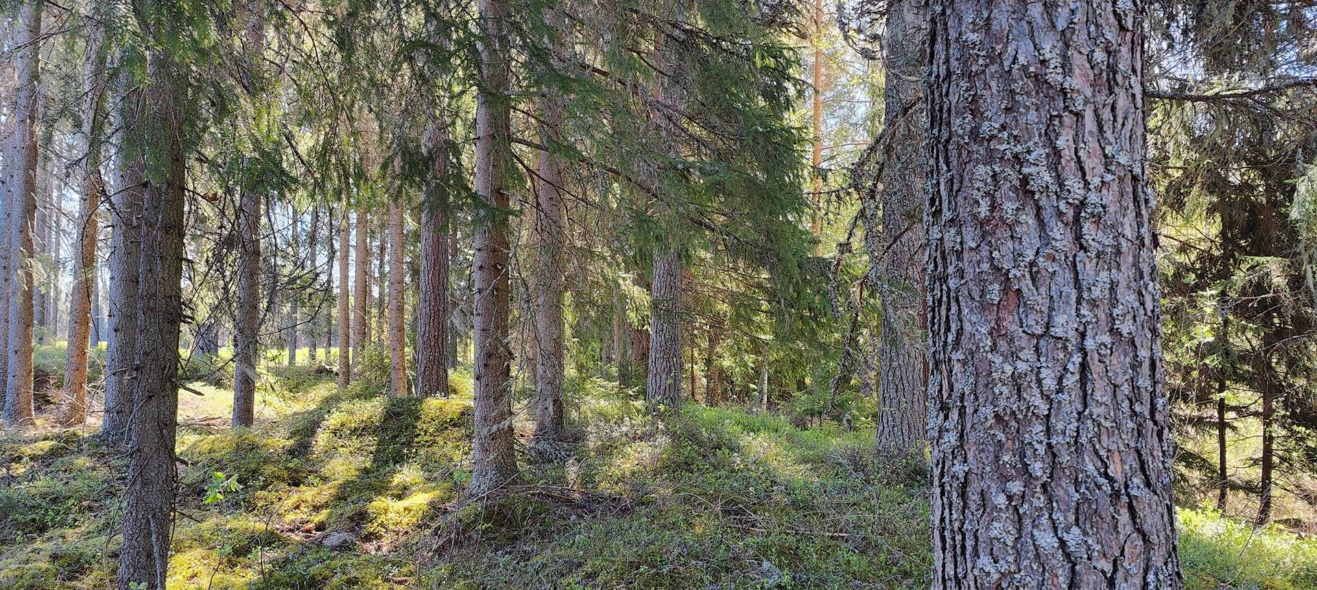 Määräala metsää Siikaisissa, Anttila 1