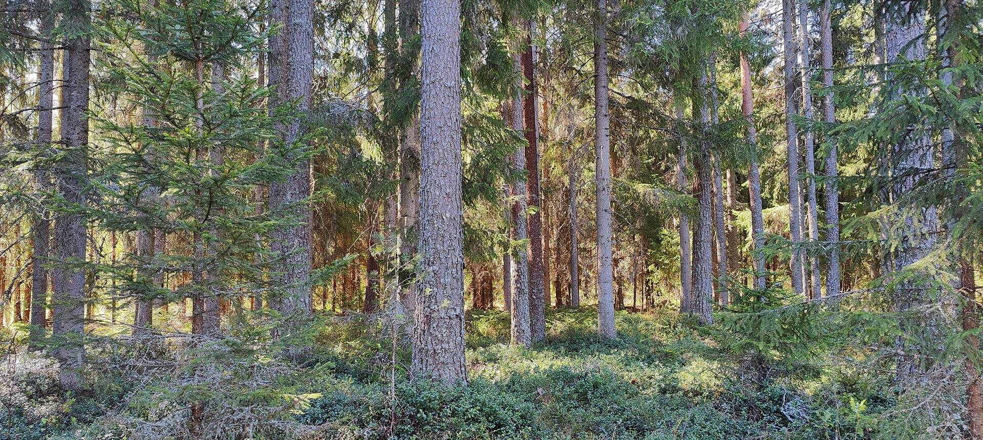 Määräala metsää Siikaisissa, Anttila 2