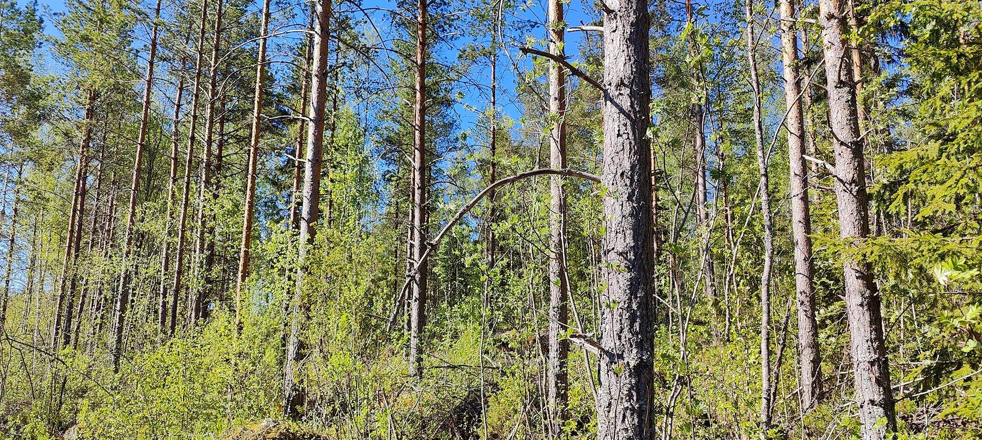 Määräala metsää Siikaisissa, Anttila 3