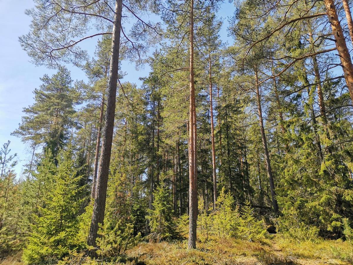 Kansikuva kohteelle Metsätila; Rusakka 423-445-5-21, 5,87 ha, Lieto, Laukkaniittu