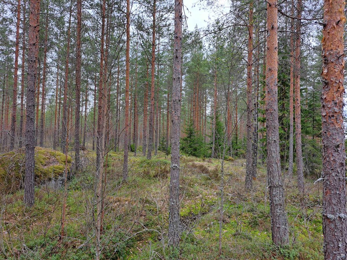 Omslagsbild för objektet Järvenpää 286-409-5-207
