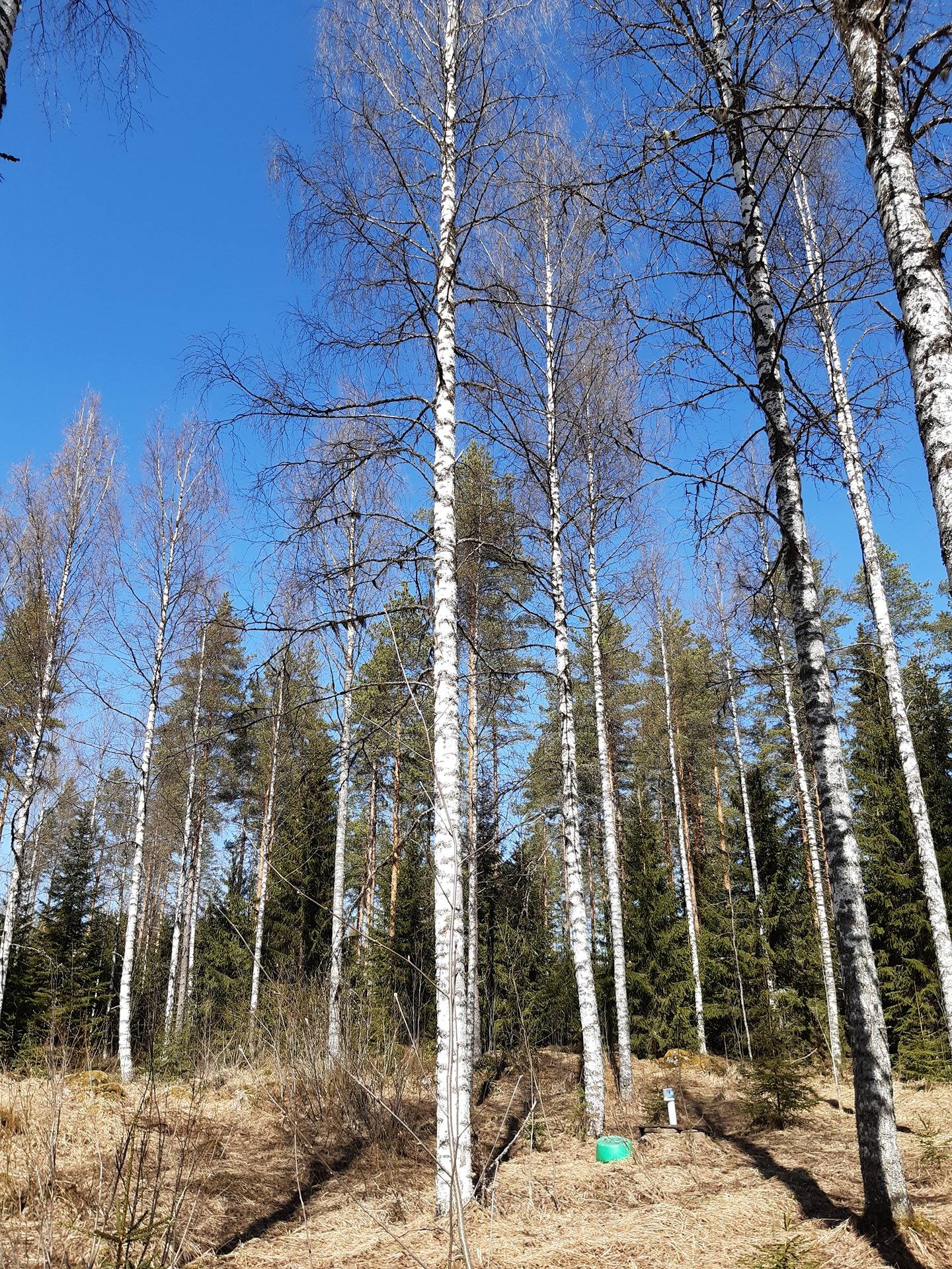 Pikunniemi, Nilsiä, Kirkkokoskentie 115 A 5