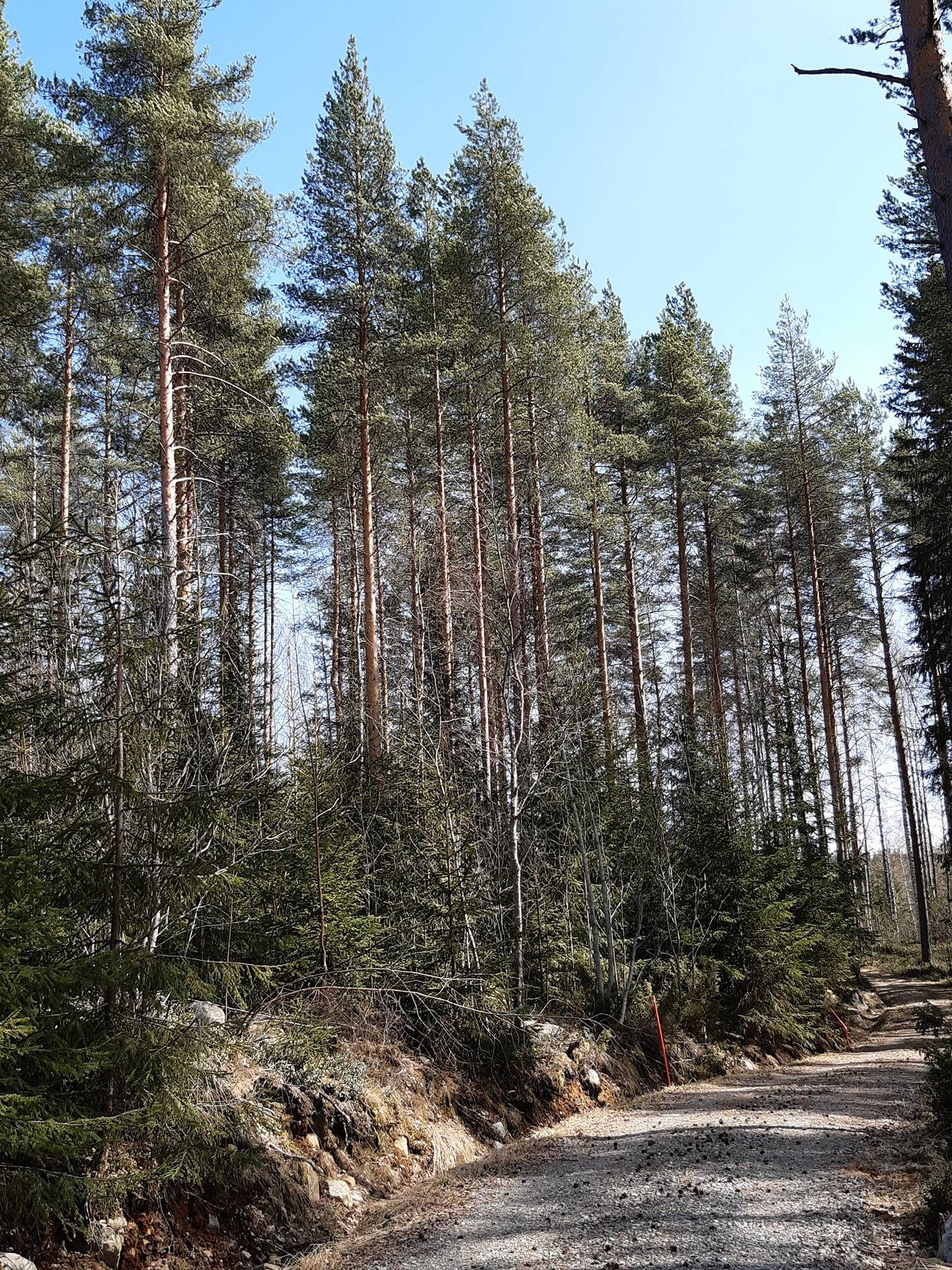 Pikunniemi, Nilsiä, Kirkkokoskentie 115 A 6