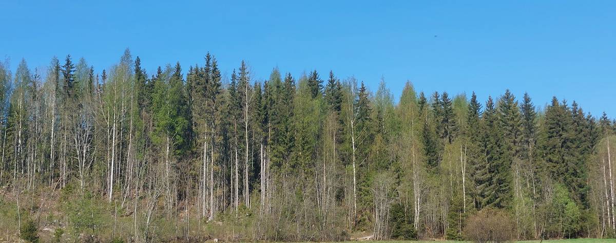 Kansikuva kohteelle Vuorio 790-553-2-15 ja kaksi muuta maa- ja metsätilaa  Sastamalan Mouhijärvellä