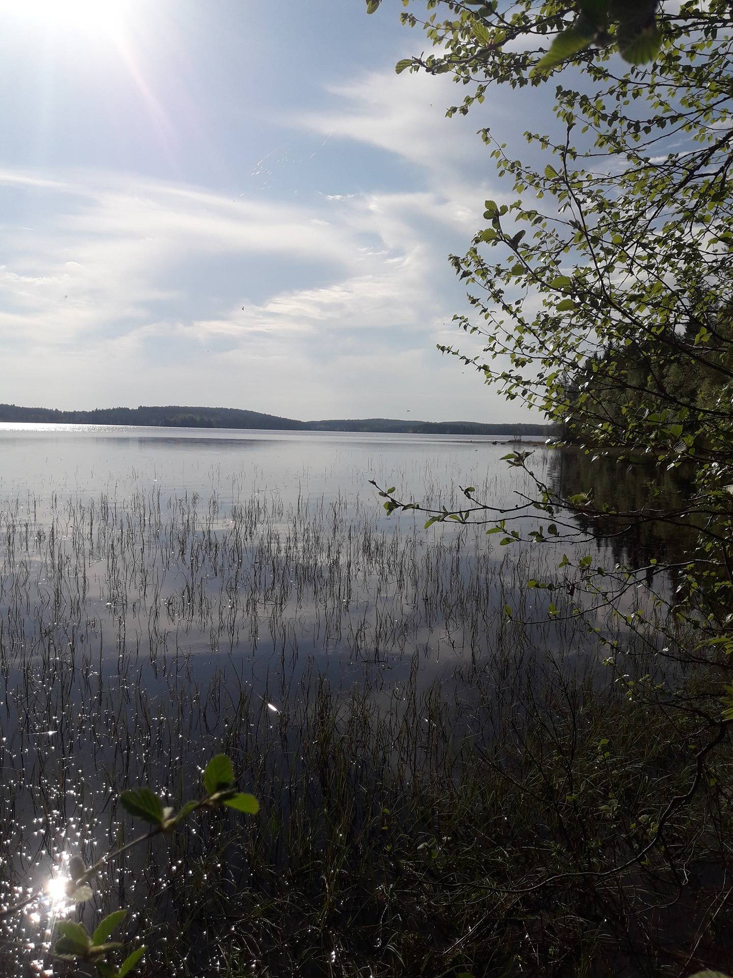 Tontti määräala, pellisenniemi 1