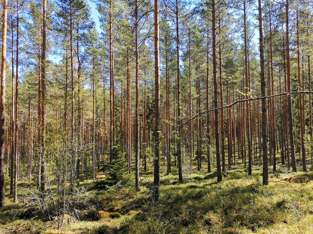 Omslagsbild för objektet Metsätila; Hiljainen,918-477-1-68, 3,237 ha, Vehmaa, Pummainen 