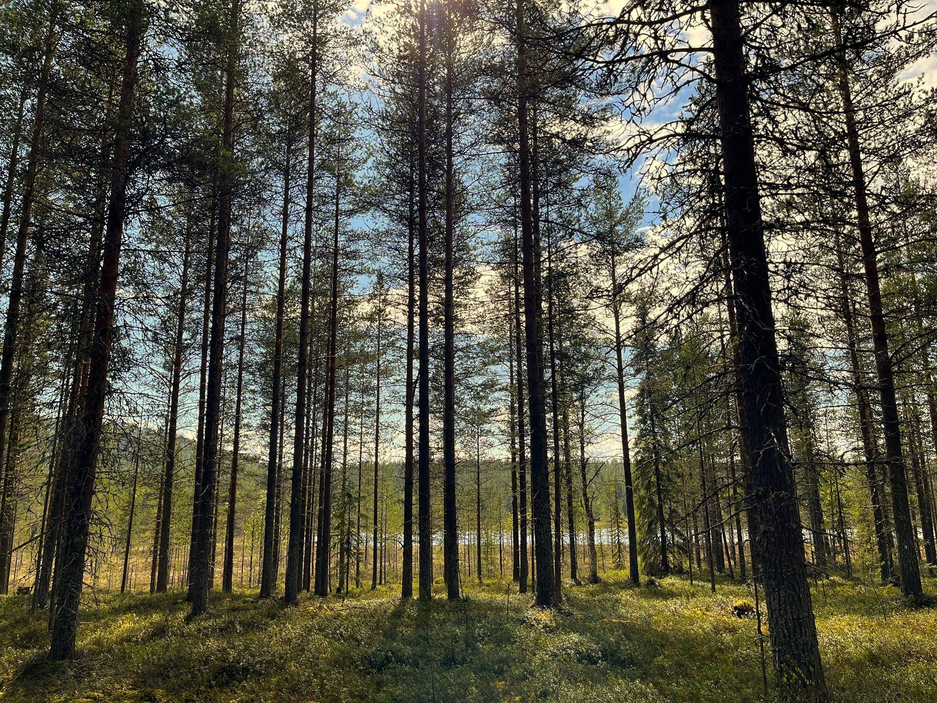 Omslagsbild för objektet Perttula 758-407-8-33