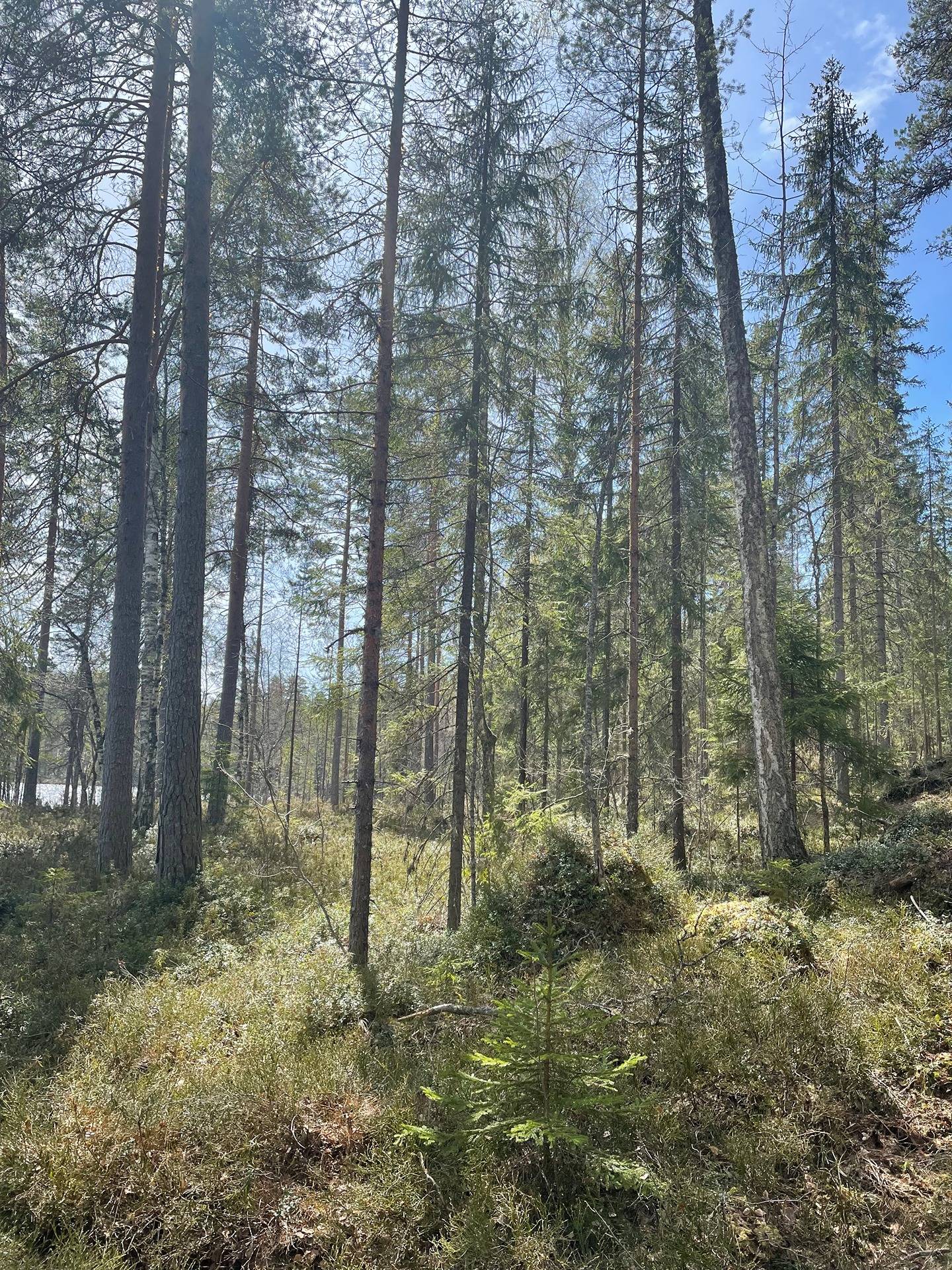 Puumala, Luotojärvi, vapaa-ajan tontit 2 kpl, noin 5000 m2 8