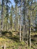 Puumala, Luotojärvi, vapaa-ajan tontit 2 kpl, noin 5000 m2 9