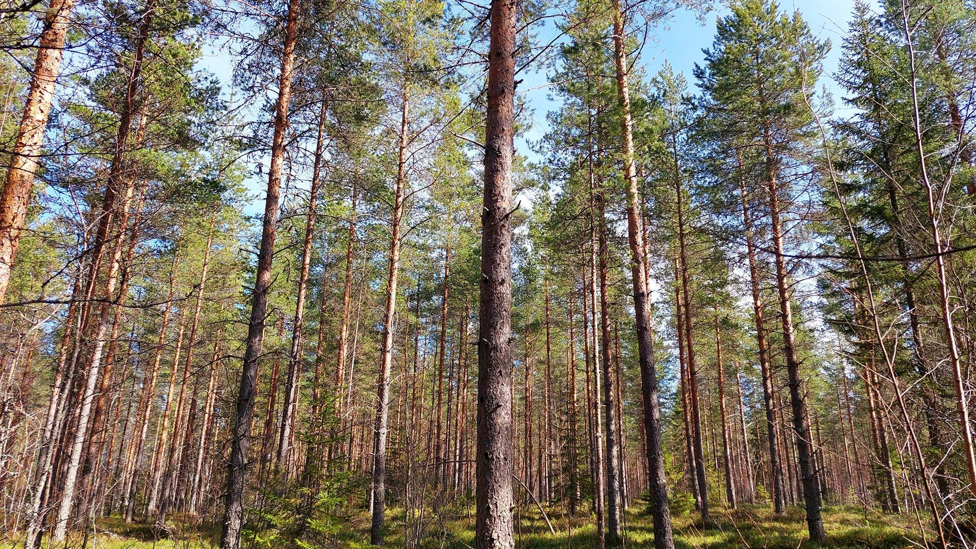 Omslagsbild för objektet Nimetön 564-404-106-32