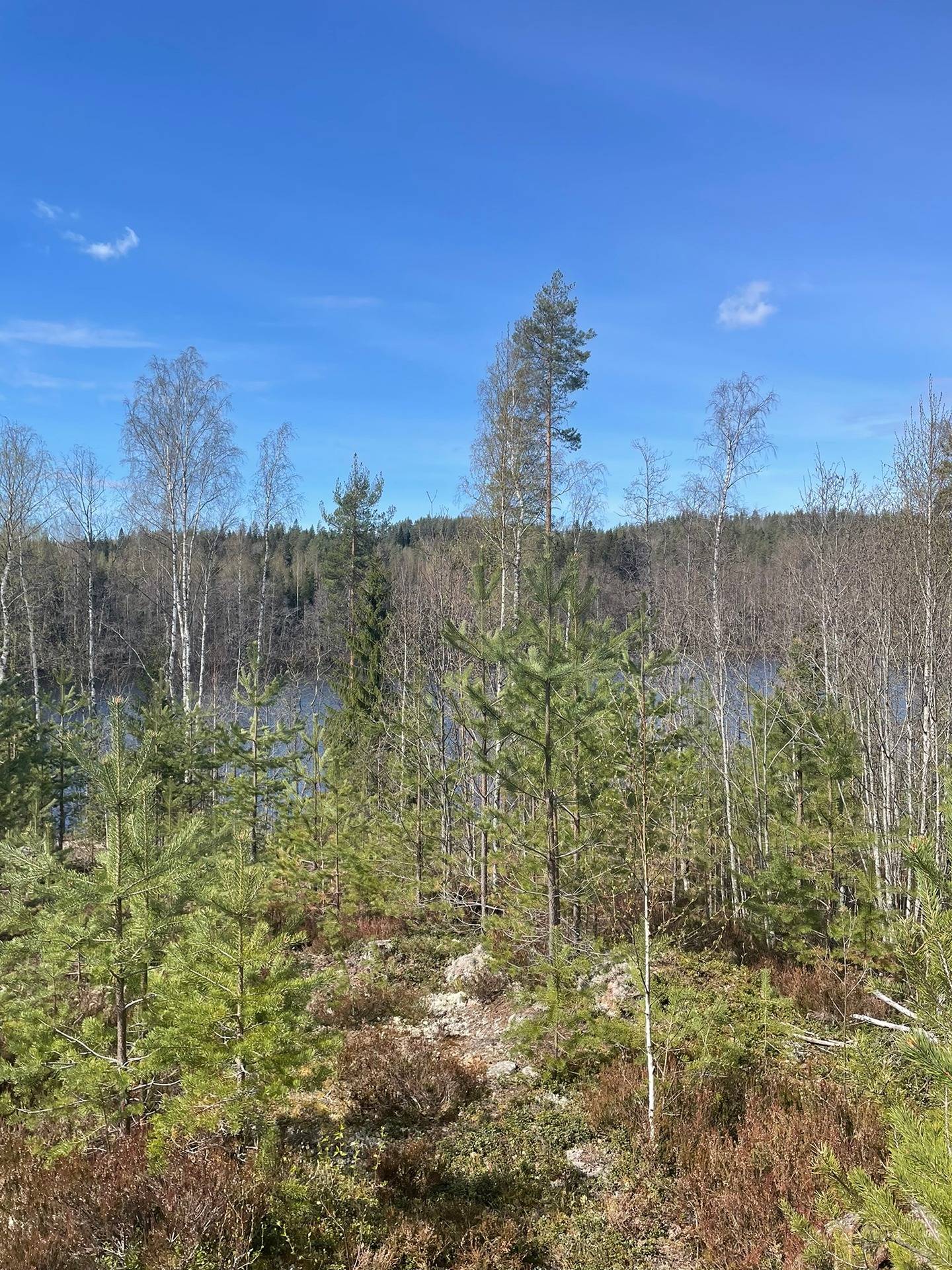 Puumala, Lohijärvi, vapaa-ajantontit 3 kpl, noin 5000 m2/tontti 10