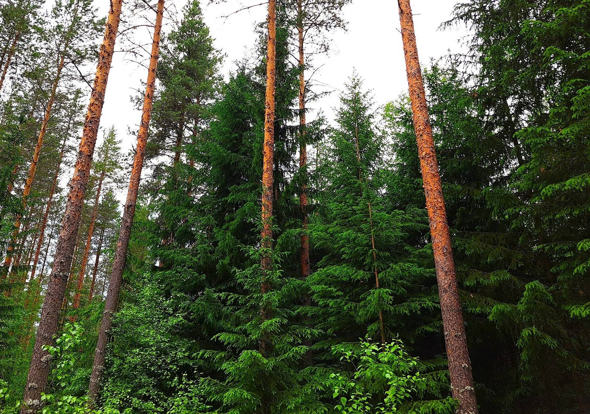 Kansikuva kohteelle Veteli Sillanpää HARJAKETO 21:56 metsätila 19,63 ha