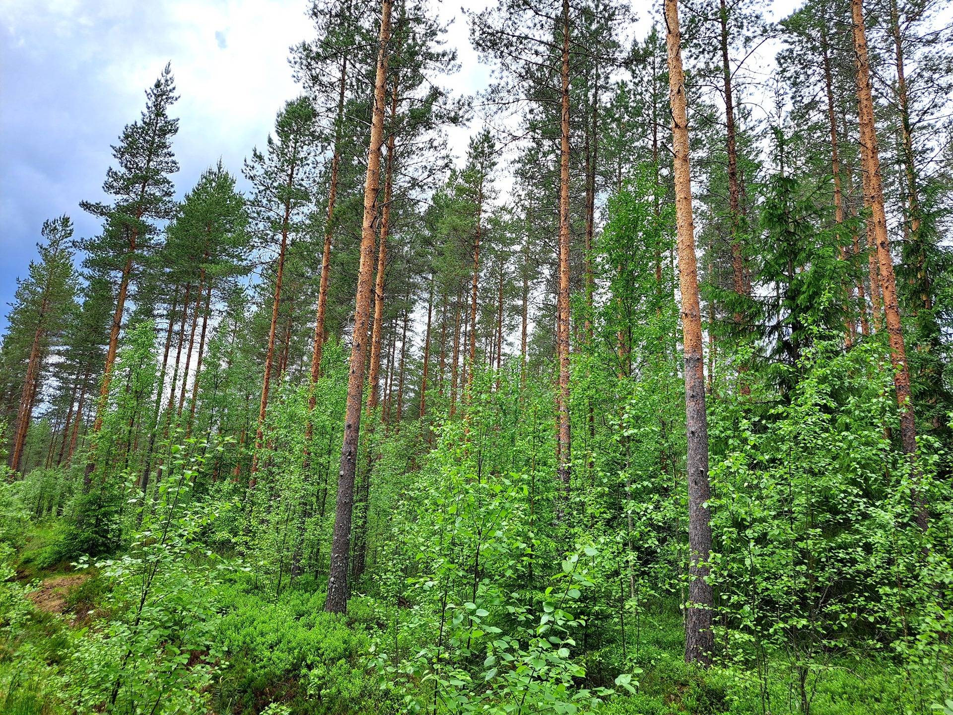 Veteli Sillanpää HARJAKETO 21:56 metsätila 19,63 ha 3