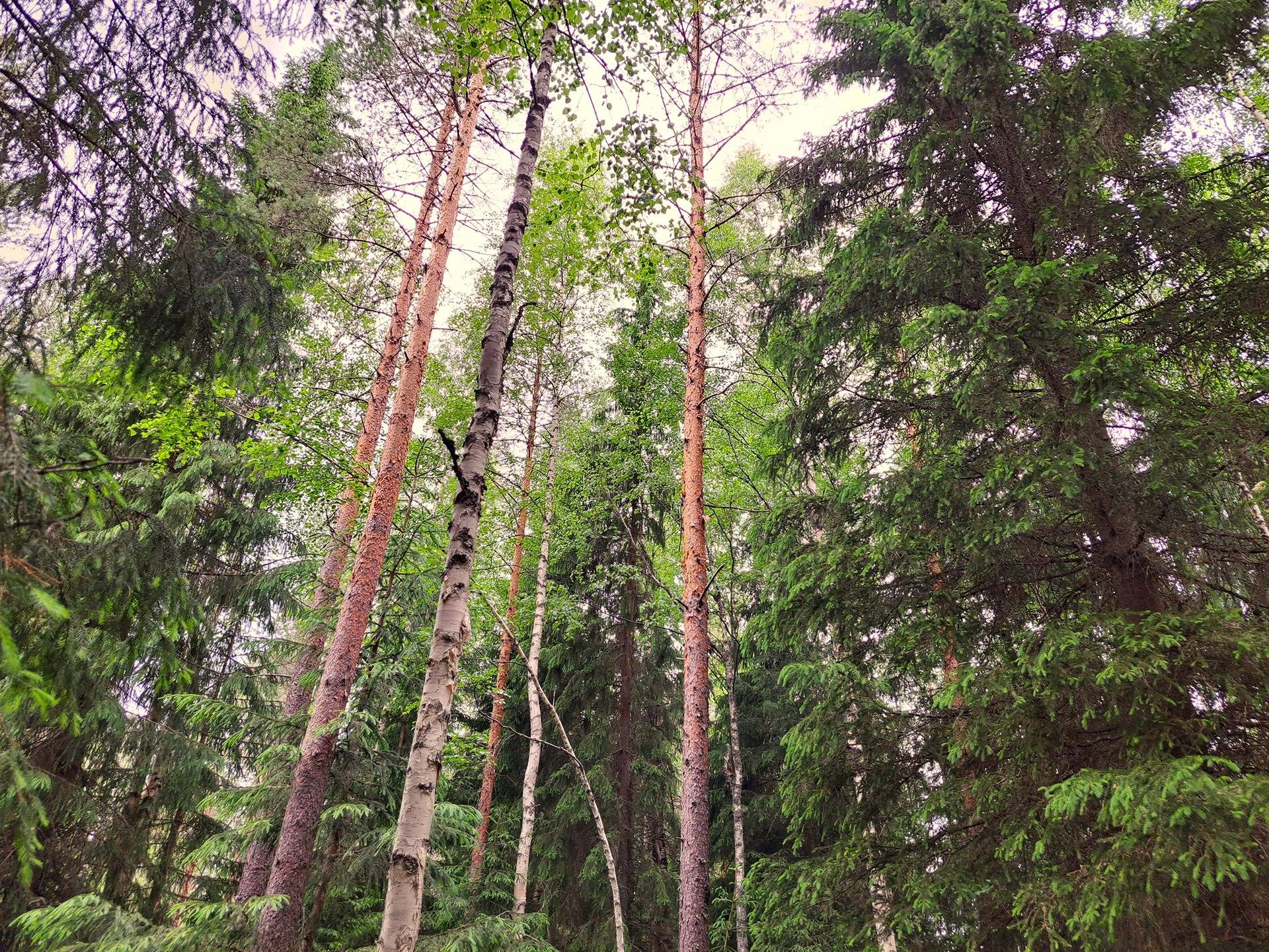 Veteli Sillanpää HARJAKETO 21:56 metsätila 19,63 ha 6