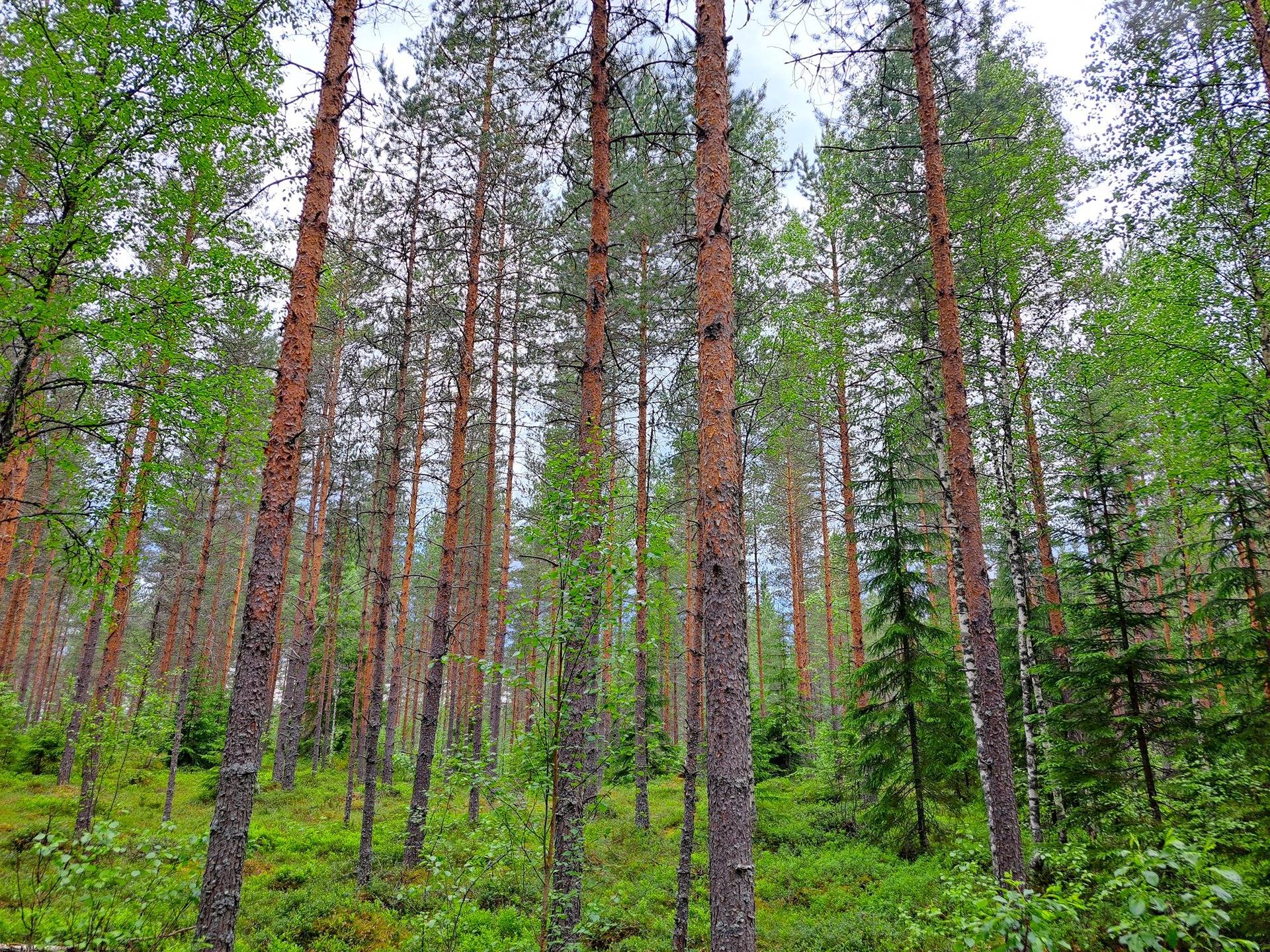 Veteli Sillanpää HARJAKETO 21:56 metsätila 19,63 ha 7