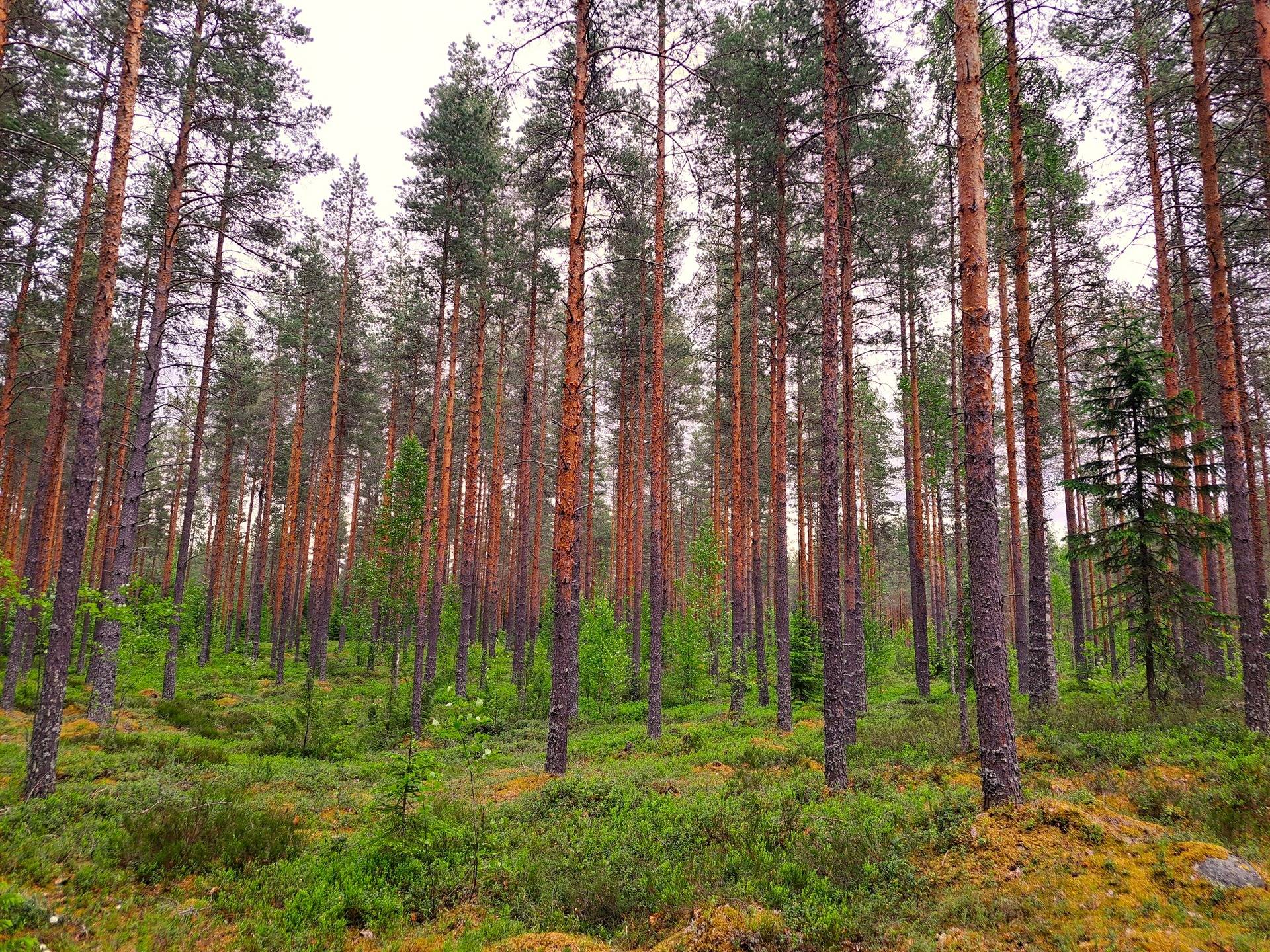 Veteli Sillanpää HARJAKETO 21:56 metsätila 19,63 ha 4