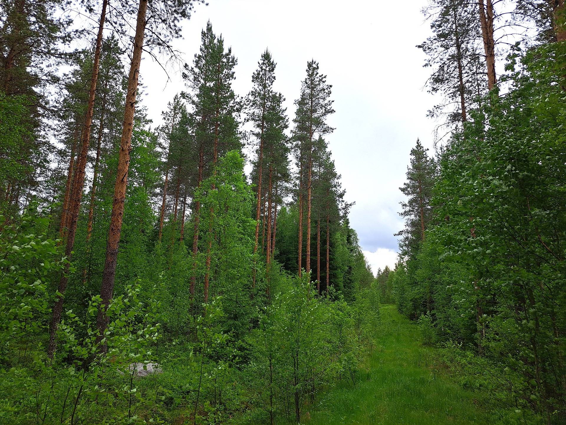 Veteli Sillanpää HARJAKETO 21:56 metsätila 19,63 ha 8