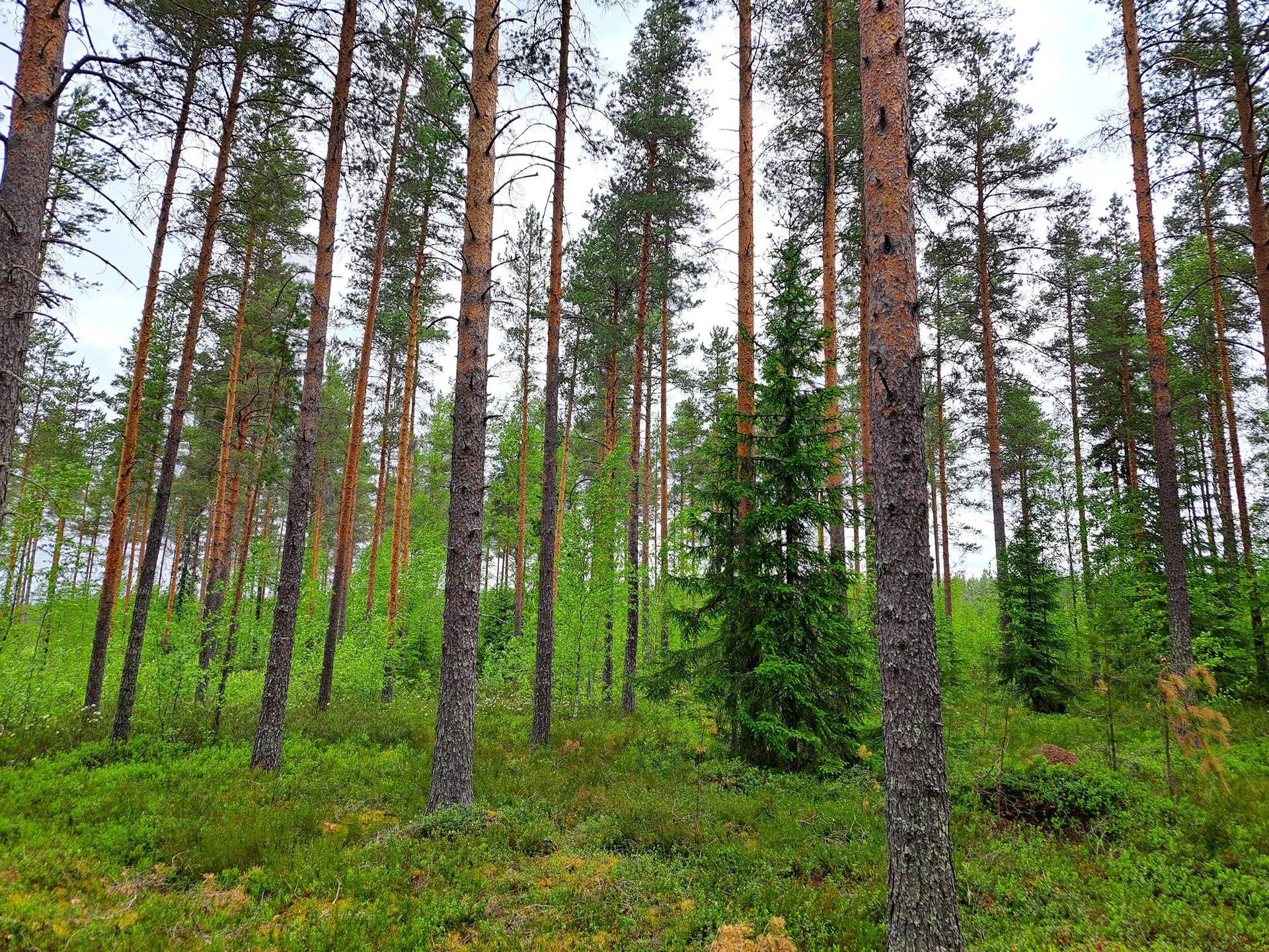 Veteli Sillanpää HARJAKETO 21:56 metsätila 19,63 ha 12