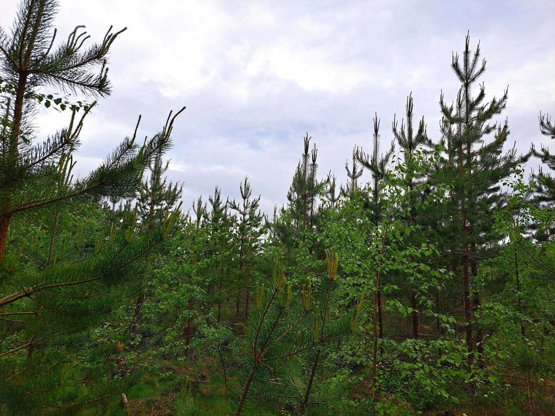 Veteli Sillanpää HARJAKETO 21:56 metsätila 19,63 ha 9