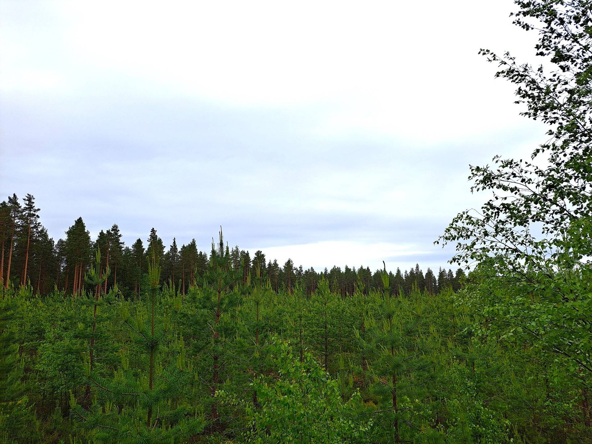 Veteli Sillanpää HARJAKETO 21:56 metsätila 19,63 ha 2