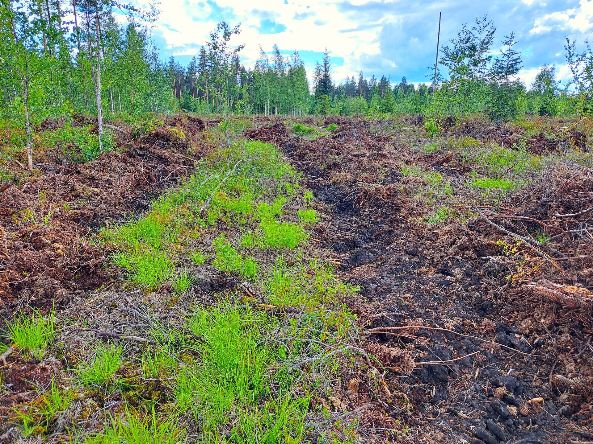 Veteli Sillanpää HARJAKETO 21:56 metsätila 19,63 ha 13