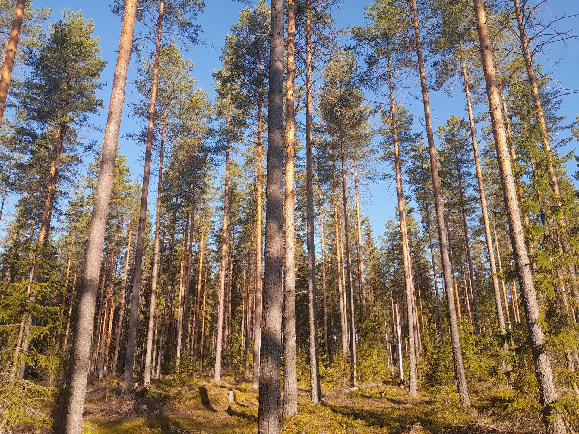 Omslagsbild för objektet Metsä-Luikala 592-404-13-48