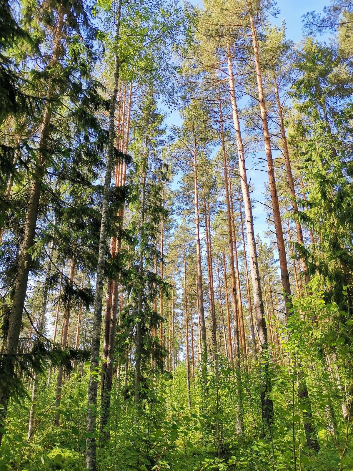 Kansikuva kohteelle Metsätila (Määräala) noin 5,2 ha, Saarkartano; 684-419-3-104, Rauma, Kolla.