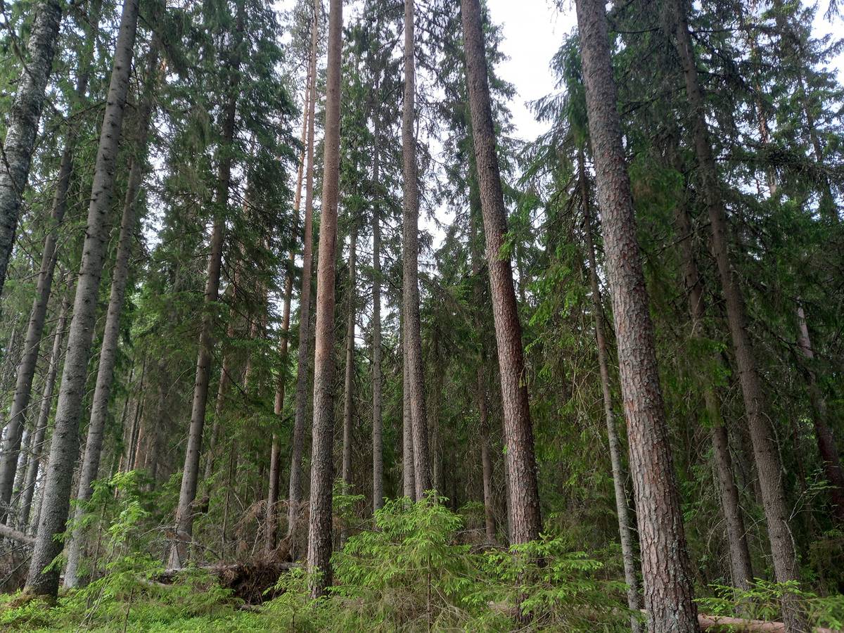 Cover photo for the object Puolamäki 2:46 - metsää, peltoa, omarantainen vapaa-ajan paikka, tilakeskus